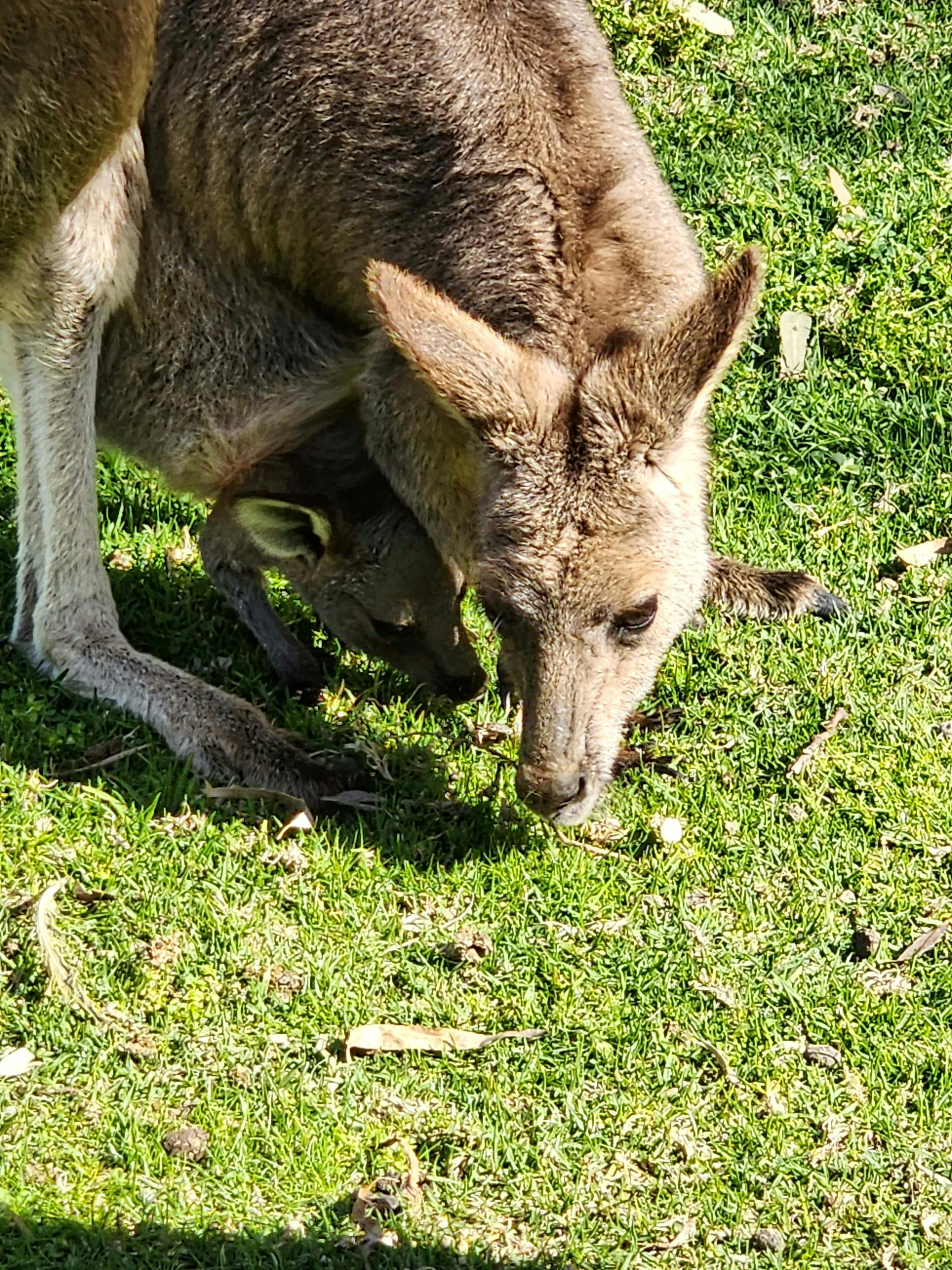 Kangaroo mum with joey in the pouch at Cleland Wildlife Park