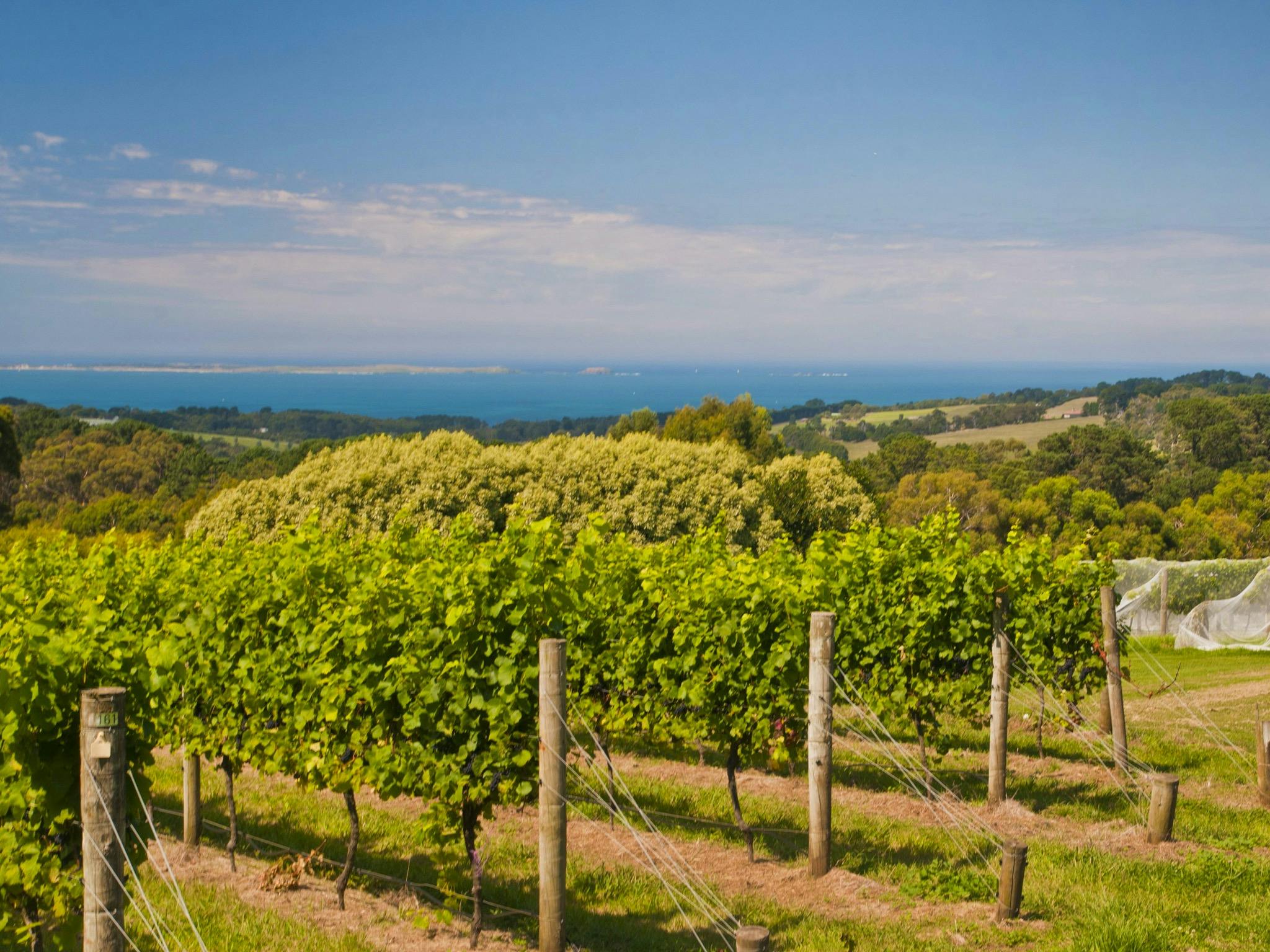 Mornington Peninsula helicopter winery lunch