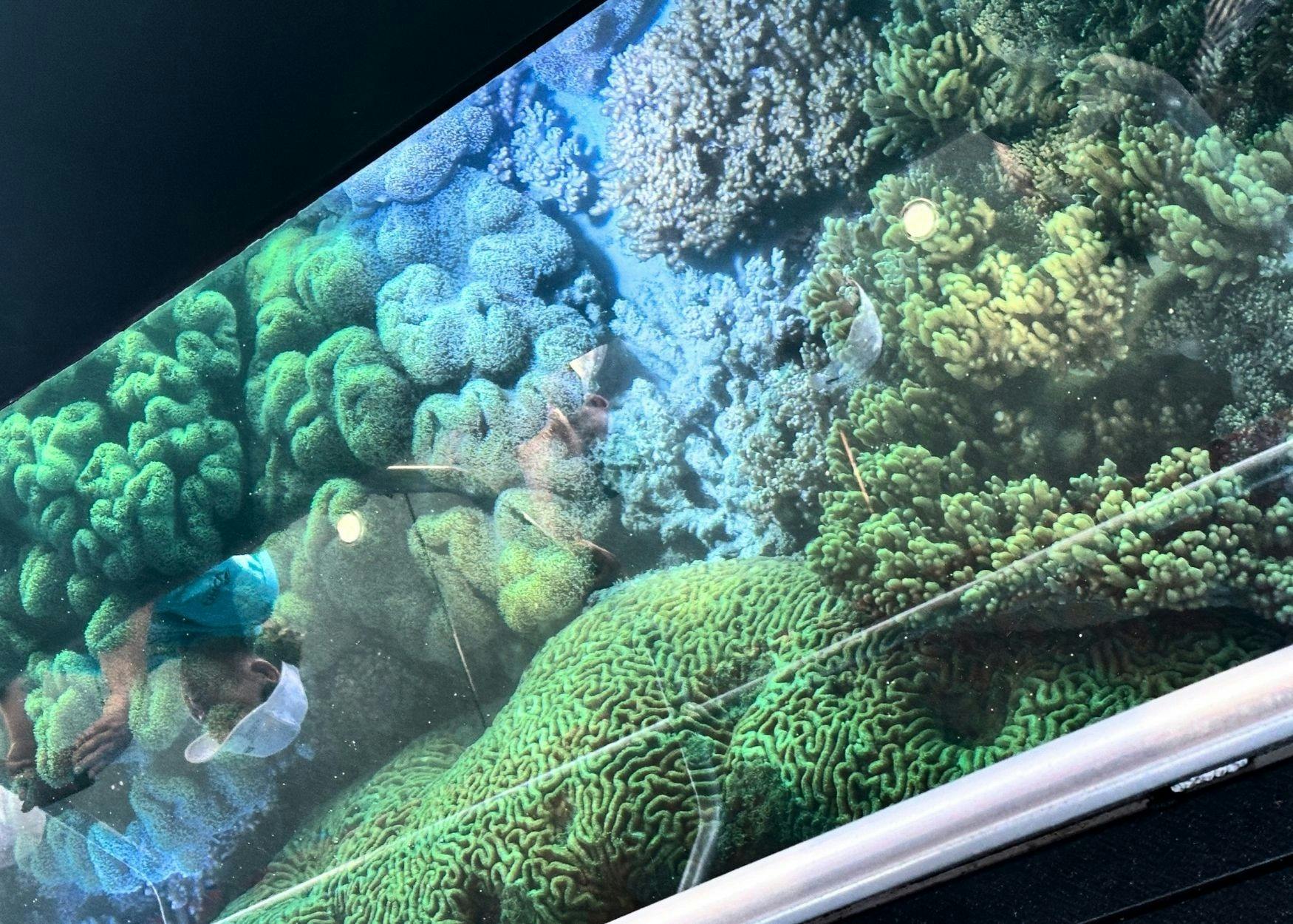 Views of Coral on the Glass bottom boat