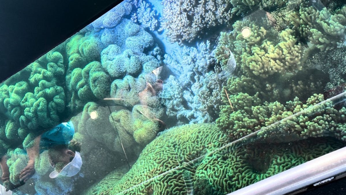 Views of Coral on the Glass bottom boat