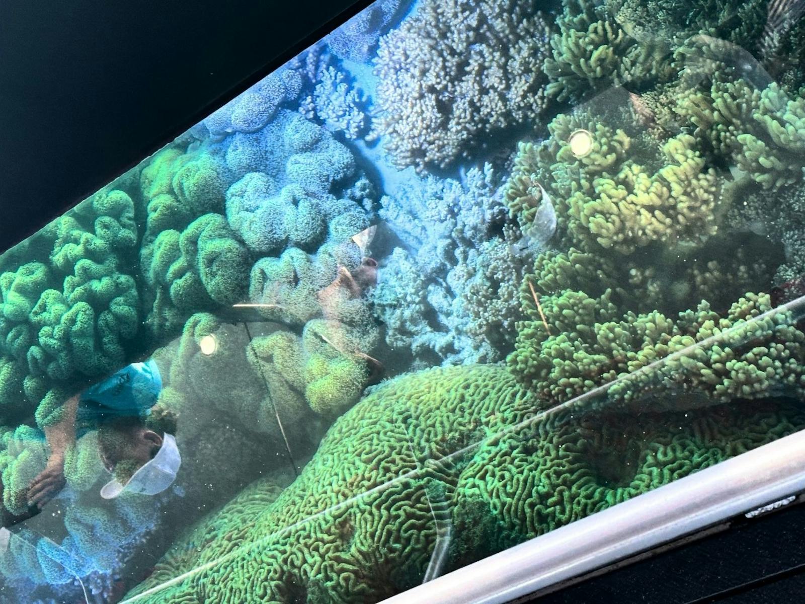 Views of Coral on the Glass bottom boat