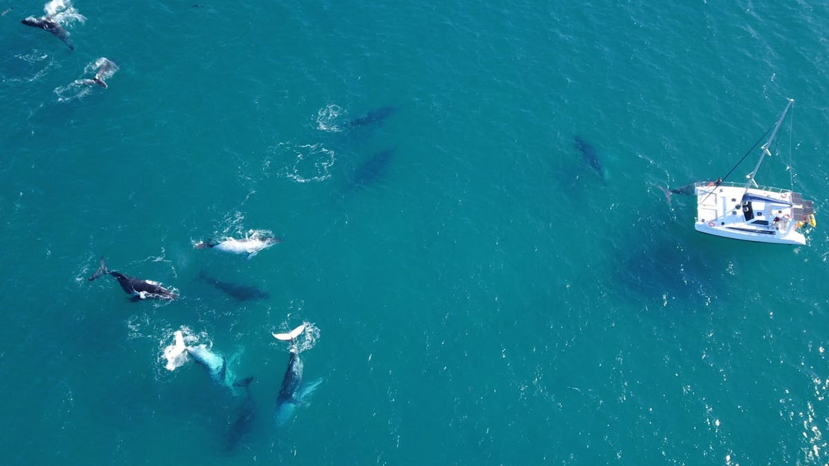 Drone shot of playful pod of whales playing in front of catamaran.