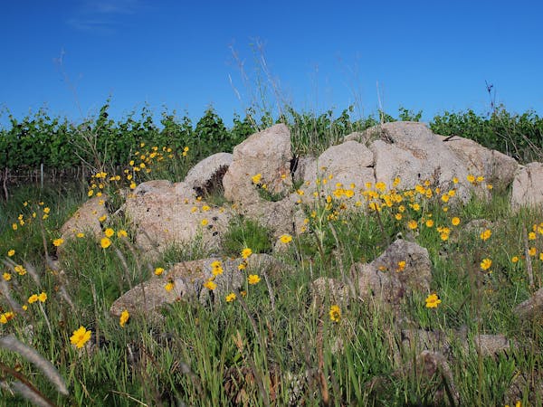 Wildflowers, Stanthorpe