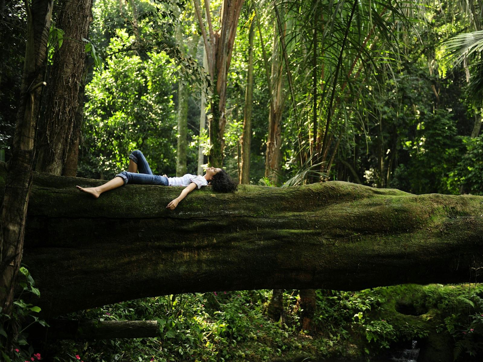Image for Forest Bathing with Wildfest