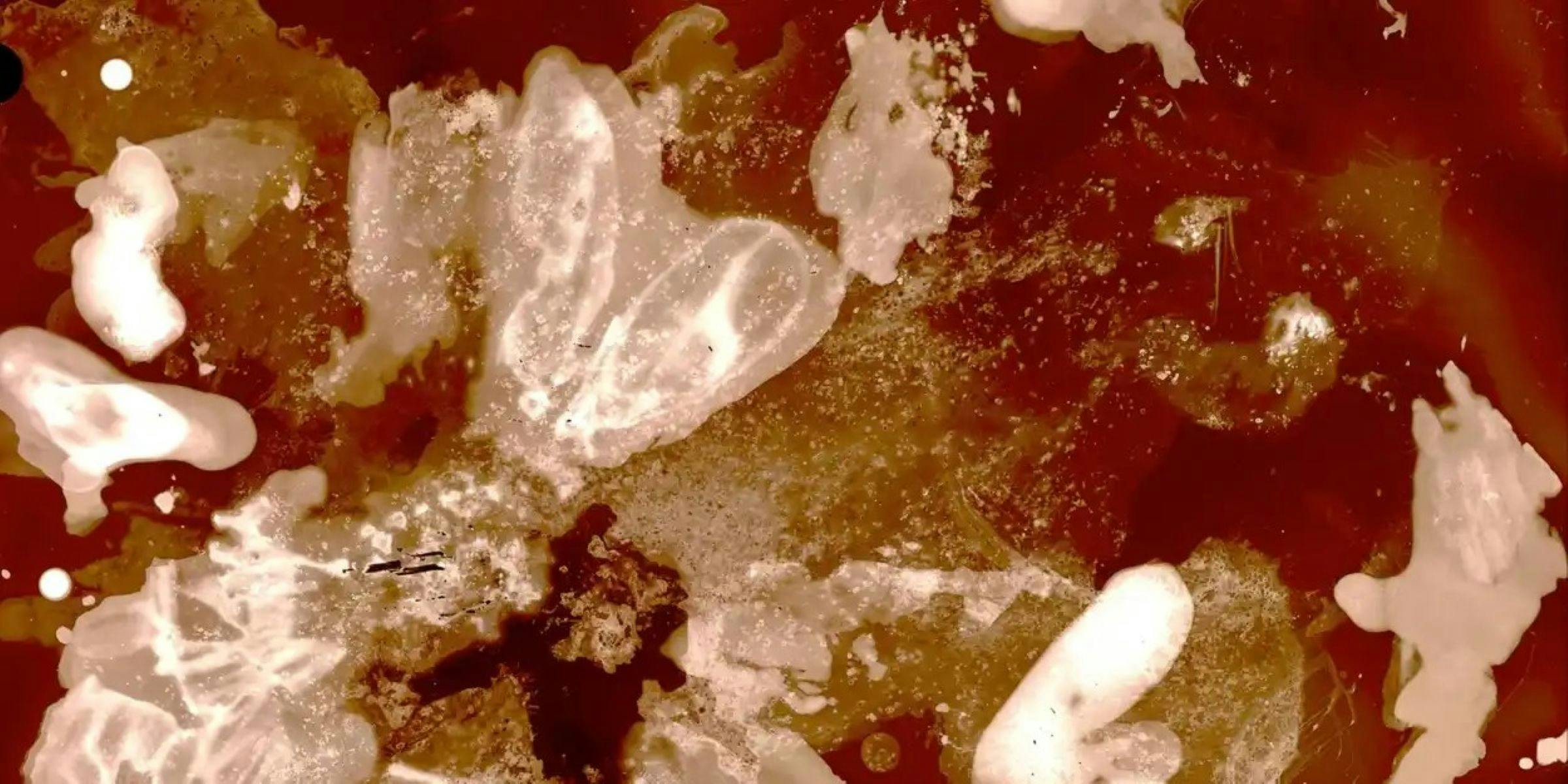 School Holidays // Camera-less Photography Workshop