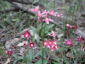 Hybrid pink fairy and cowslip orchid