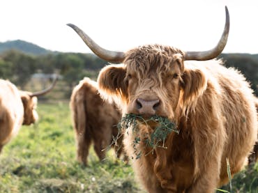 Rock Pool Park Highland Cattle Rock Pool Park Highland Cattle