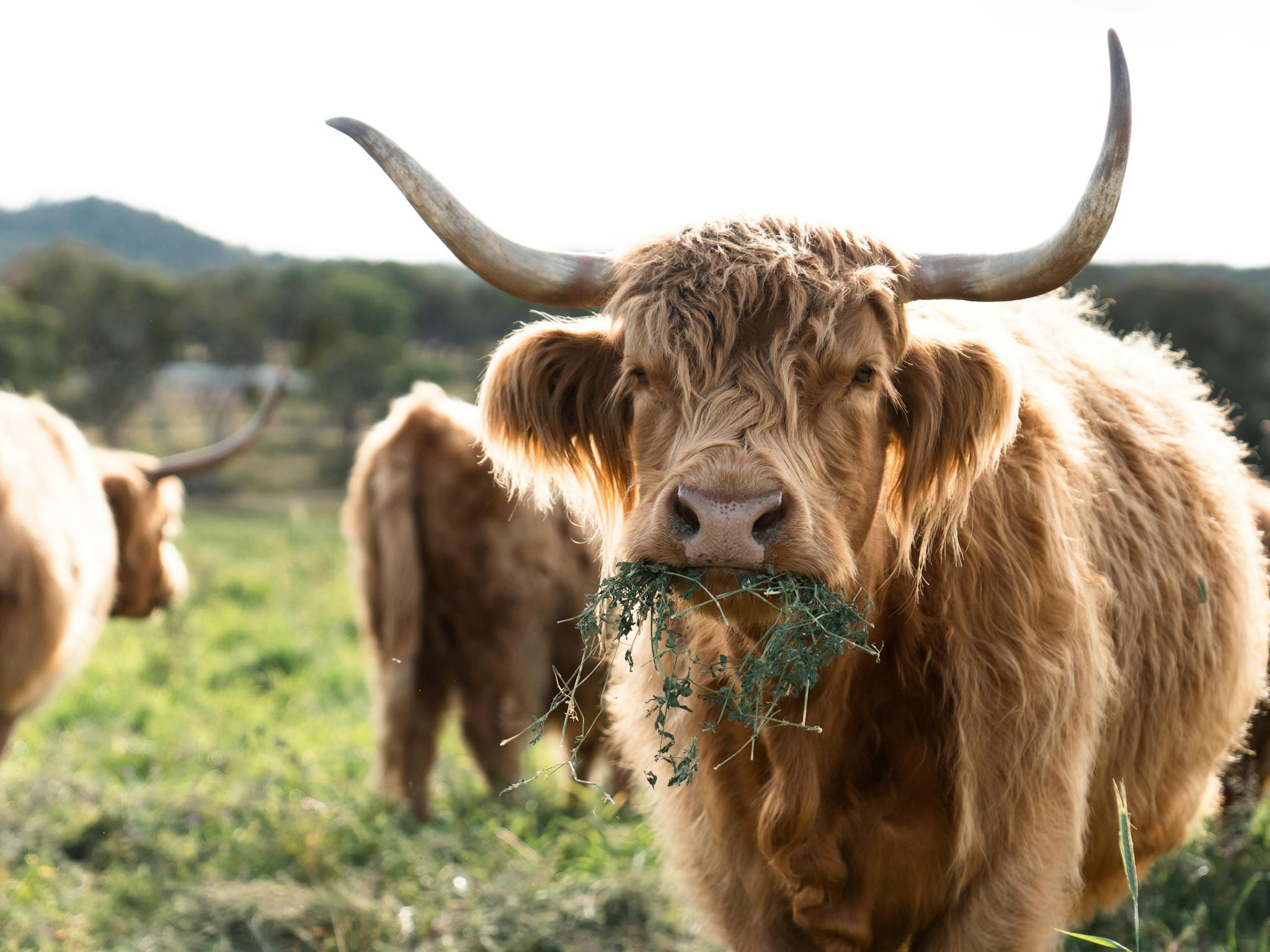 Rock Pool Park Highland Cattle Rock Pool Park Highland Cattle