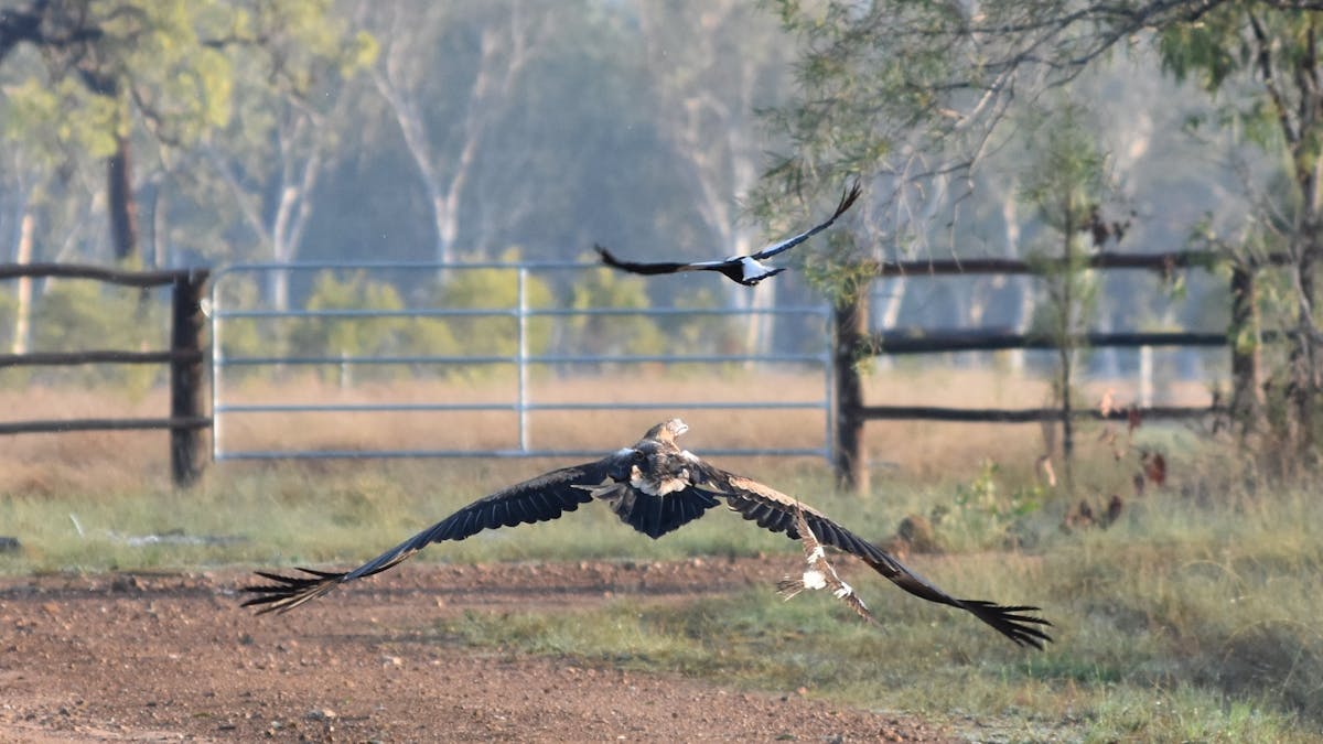 One of our resident wedge-tailed eagles under attack from a magpie and a mudlark