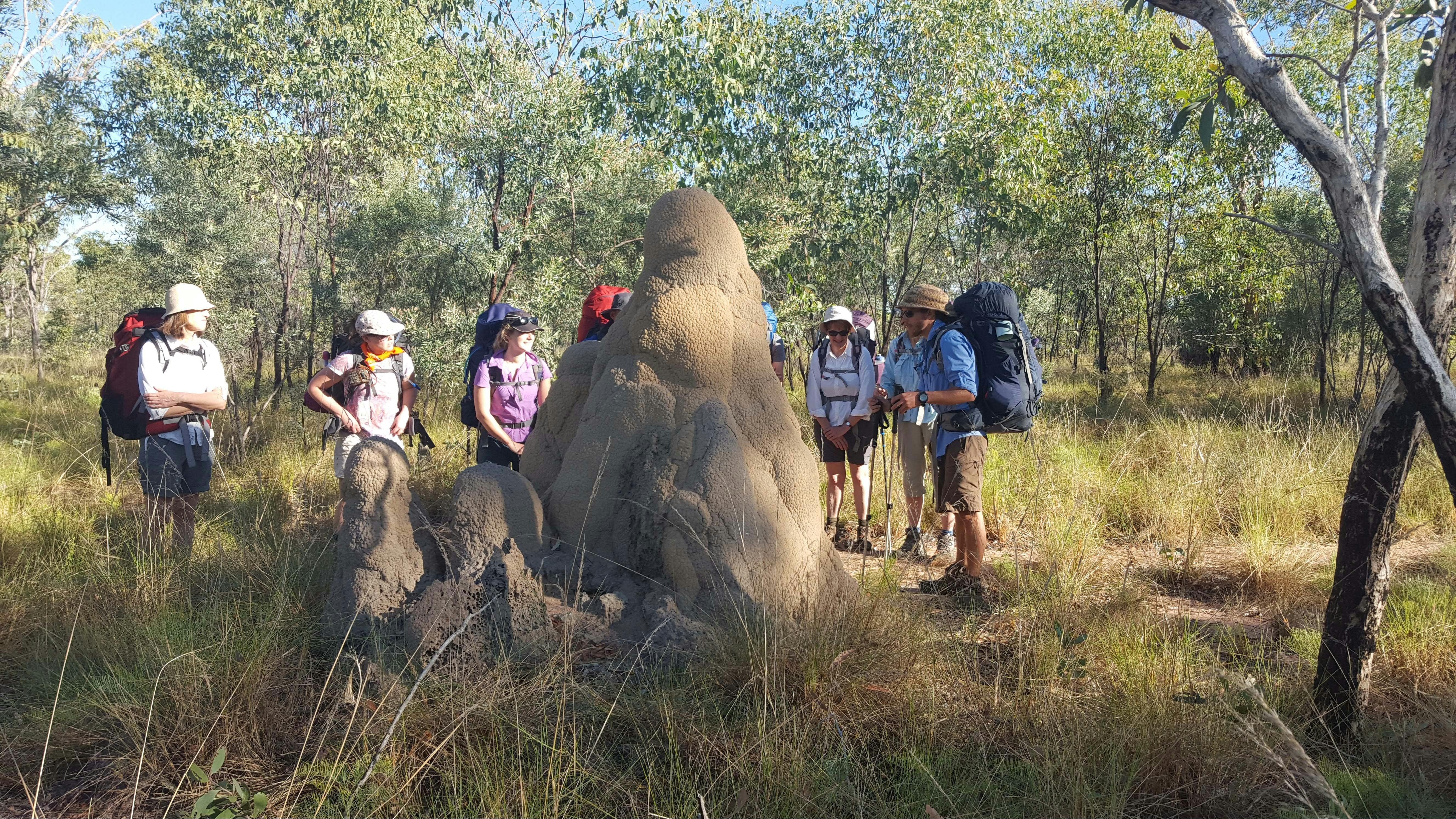 Admire the large termite mounds