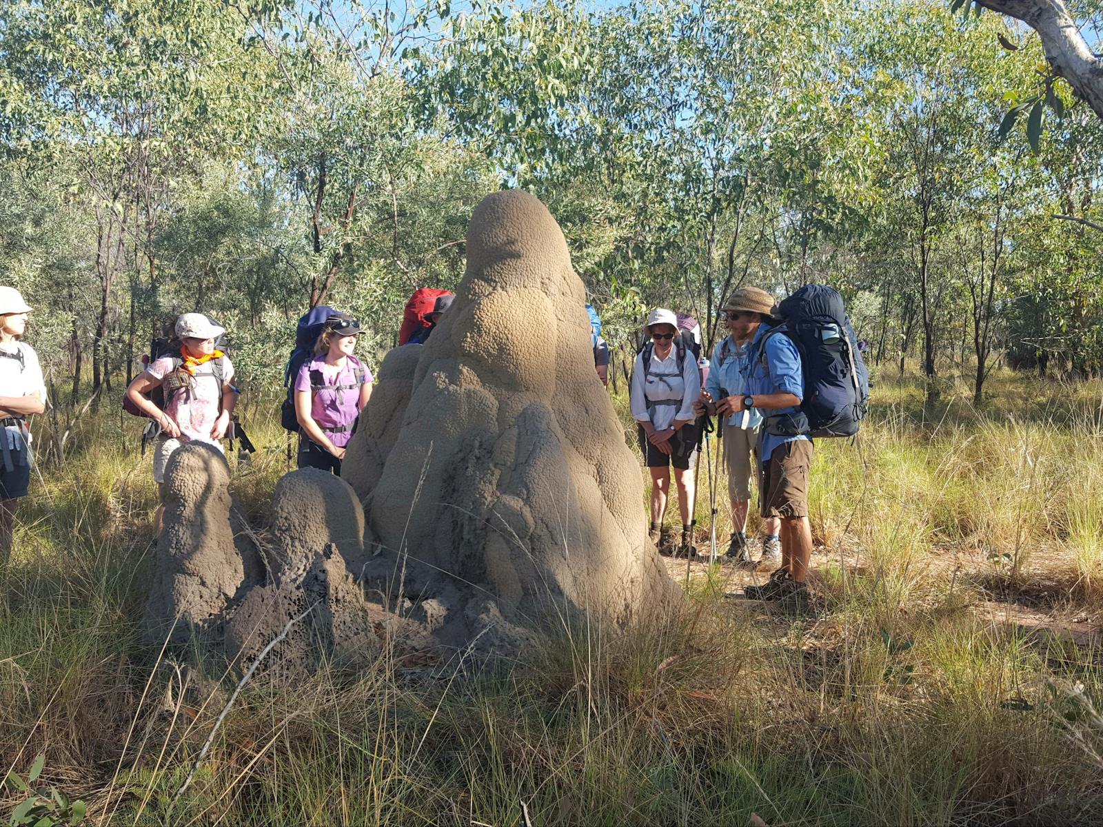 Admire the large termite mounds