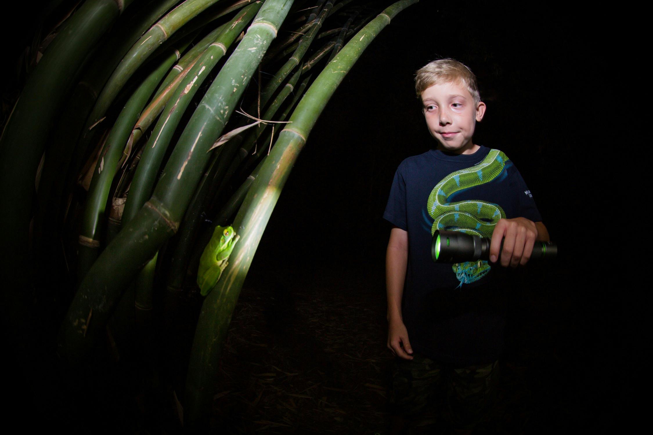 White lipped Tree Frogs are a regular sight on the Night Walks