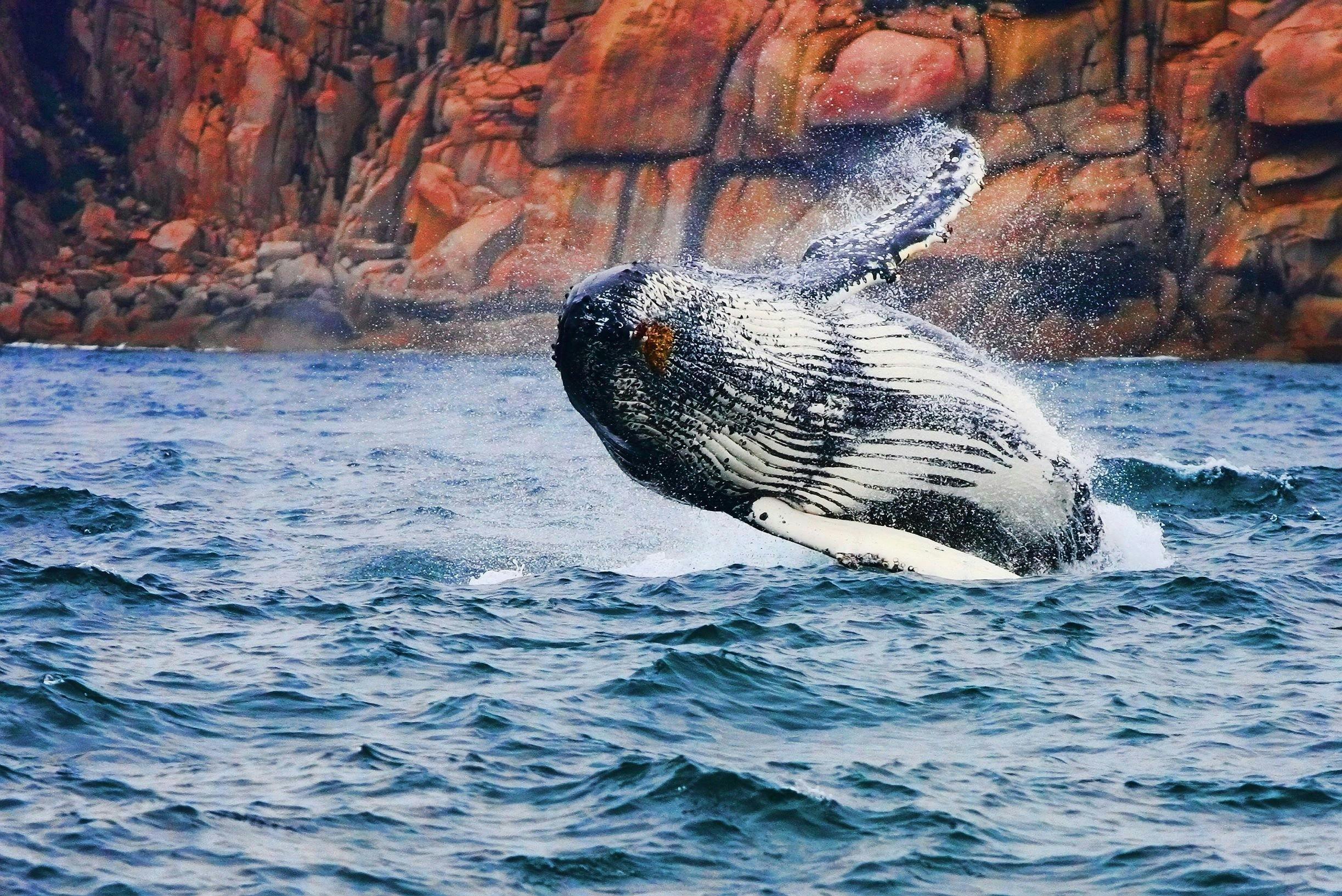 Whale Breaching on Wineglass Bay Cruises