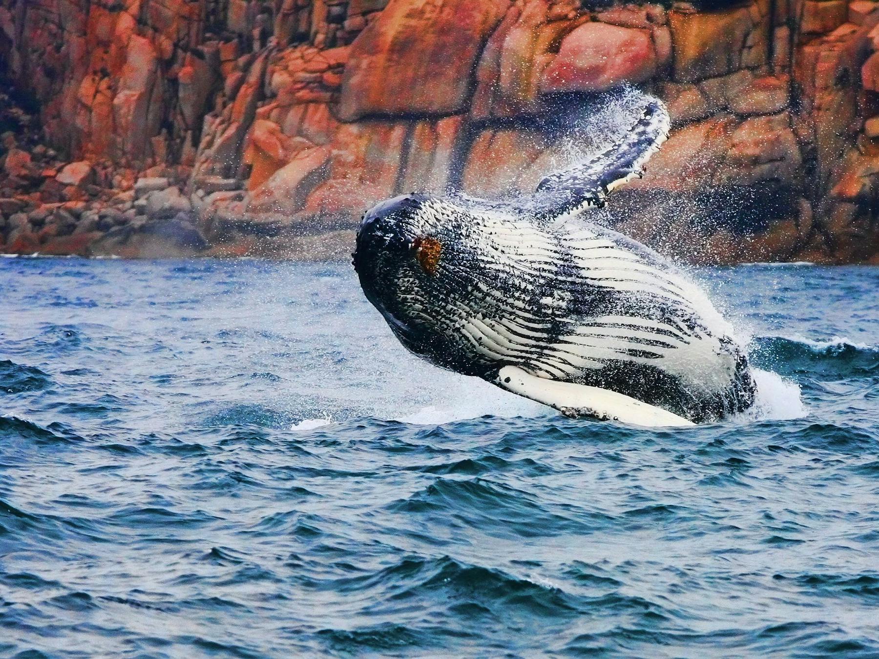 Whale Breaching on Wineglass Bay Cruises