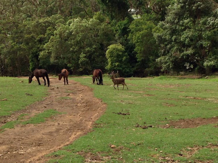 Stag with horses