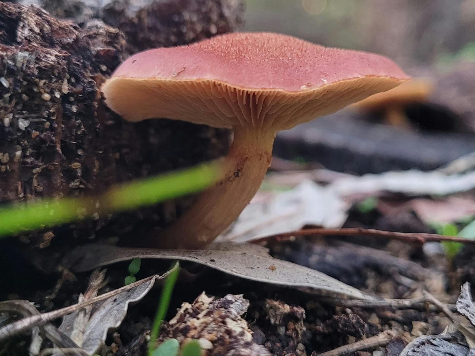 fungi