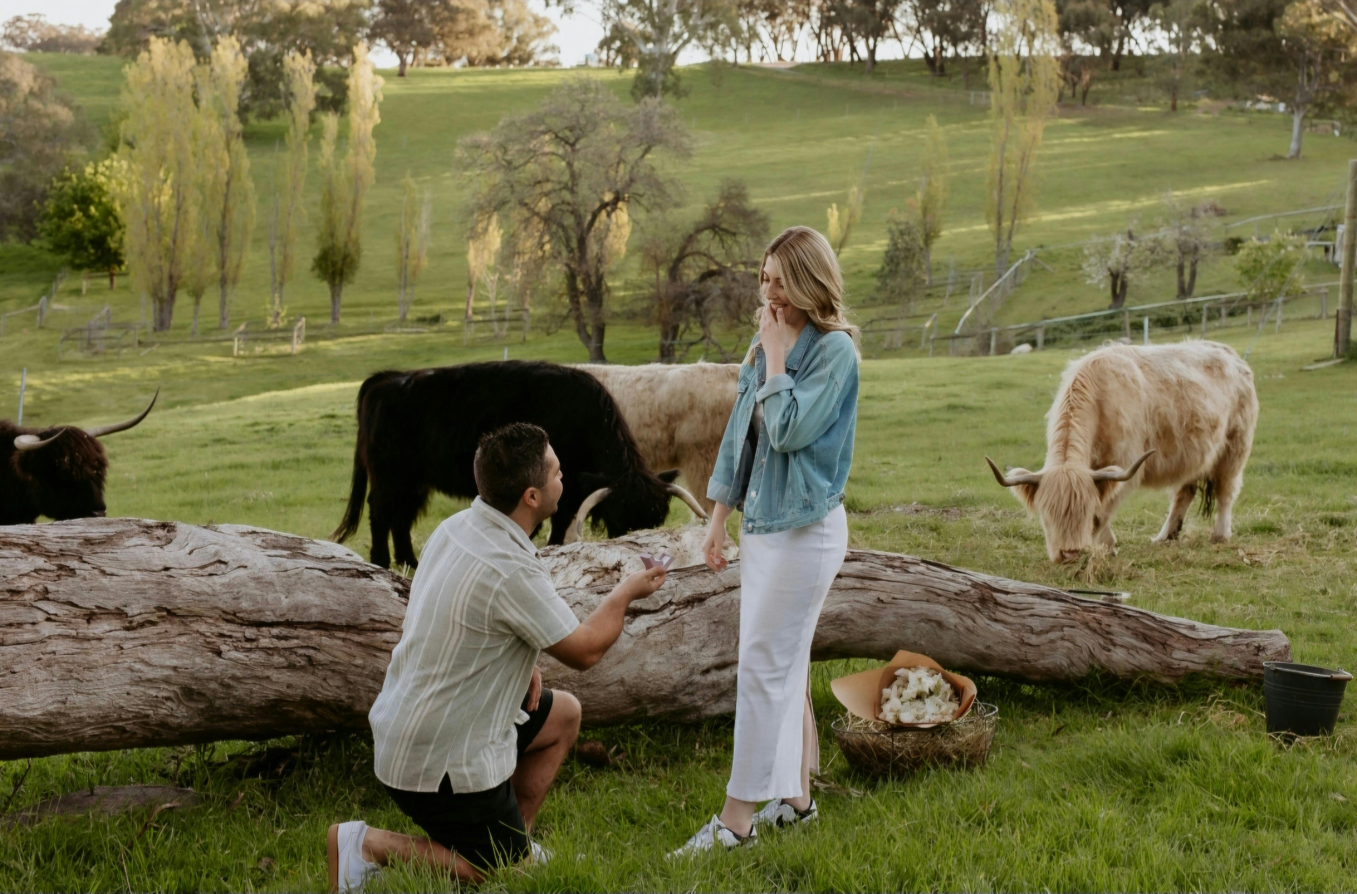 Highland Cattle Experience