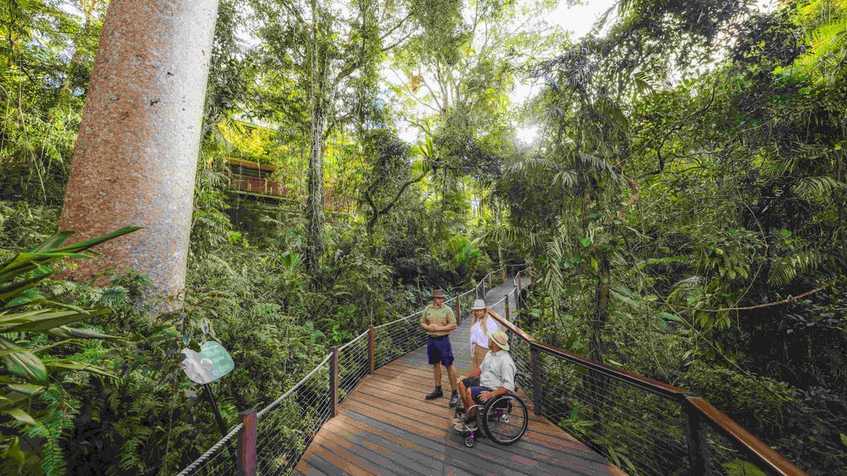 Skyrail Ranger with female standing and male in wheelchair on rainforest board walk looking at tree