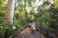 Skyrail Ranger with female standing and male in wheelchair on rainforest board walk looking at tree