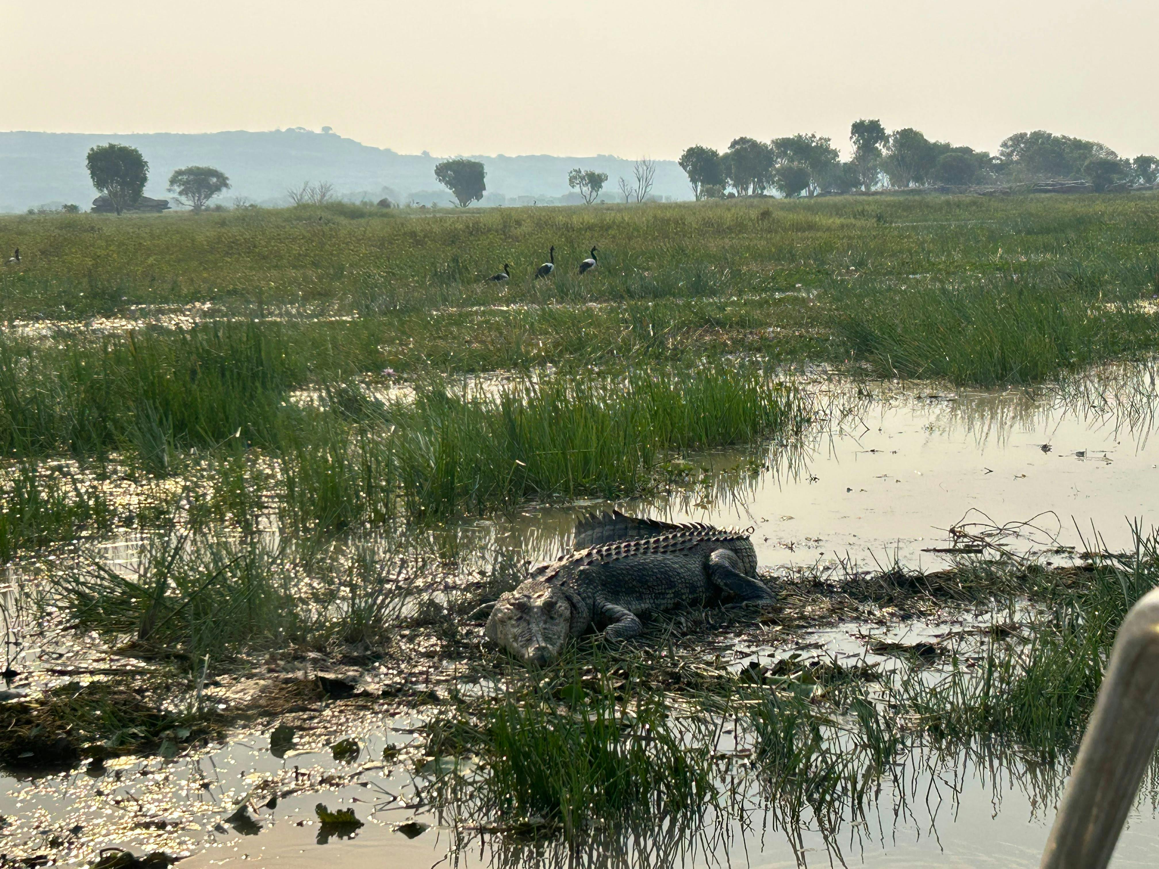 Wildlife encounters in Kakadu National Park, home to iconic saltwater crocodiles and rich wetland ec