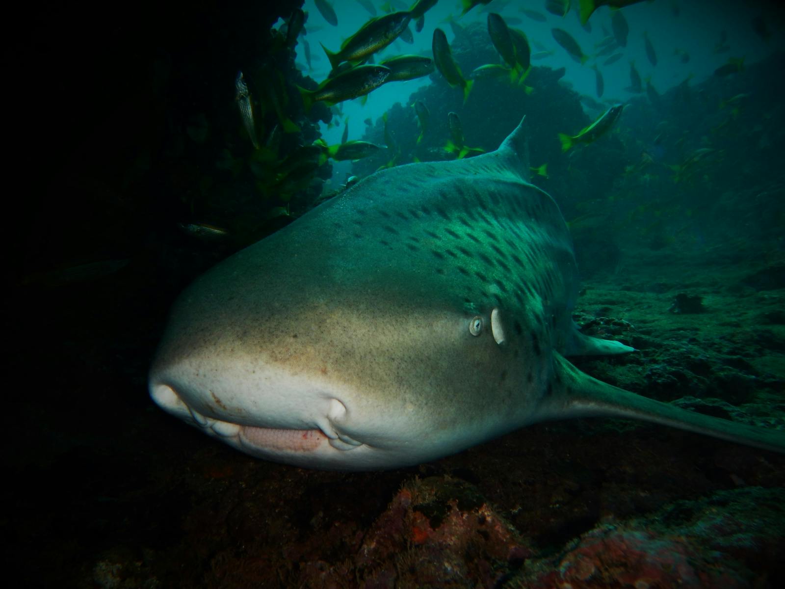 Pilbara Dive and Tours