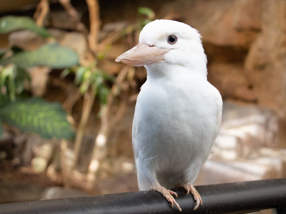 white kookaburra at cairns zoom and wildlife dome