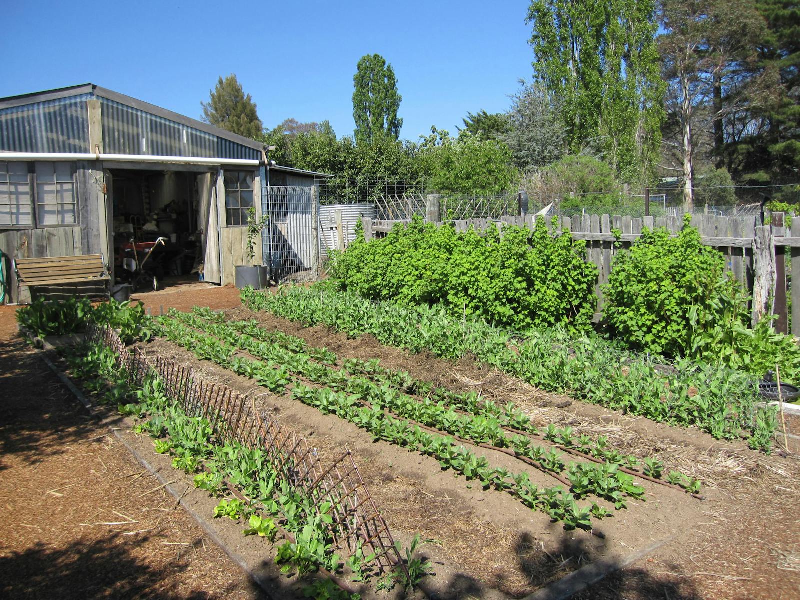 Image for Bio intensive poly culture: Permaculture for growing more while using less