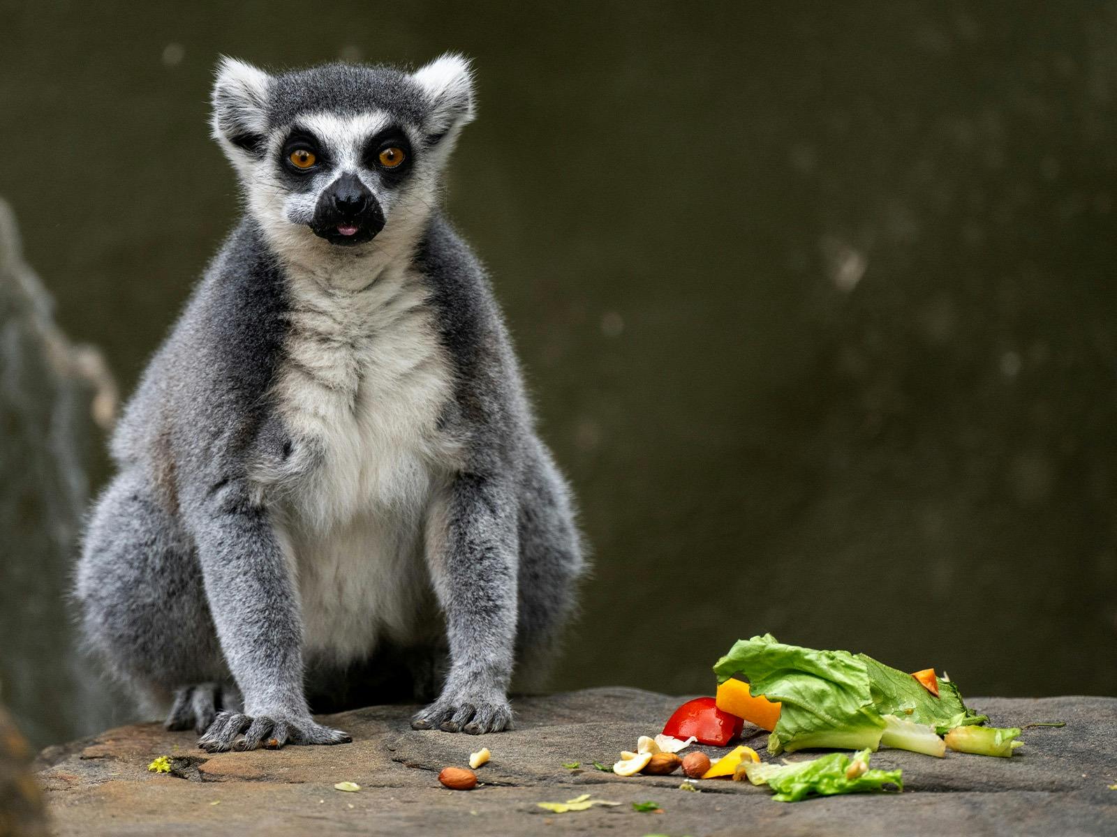 Ring-tailed Lemur