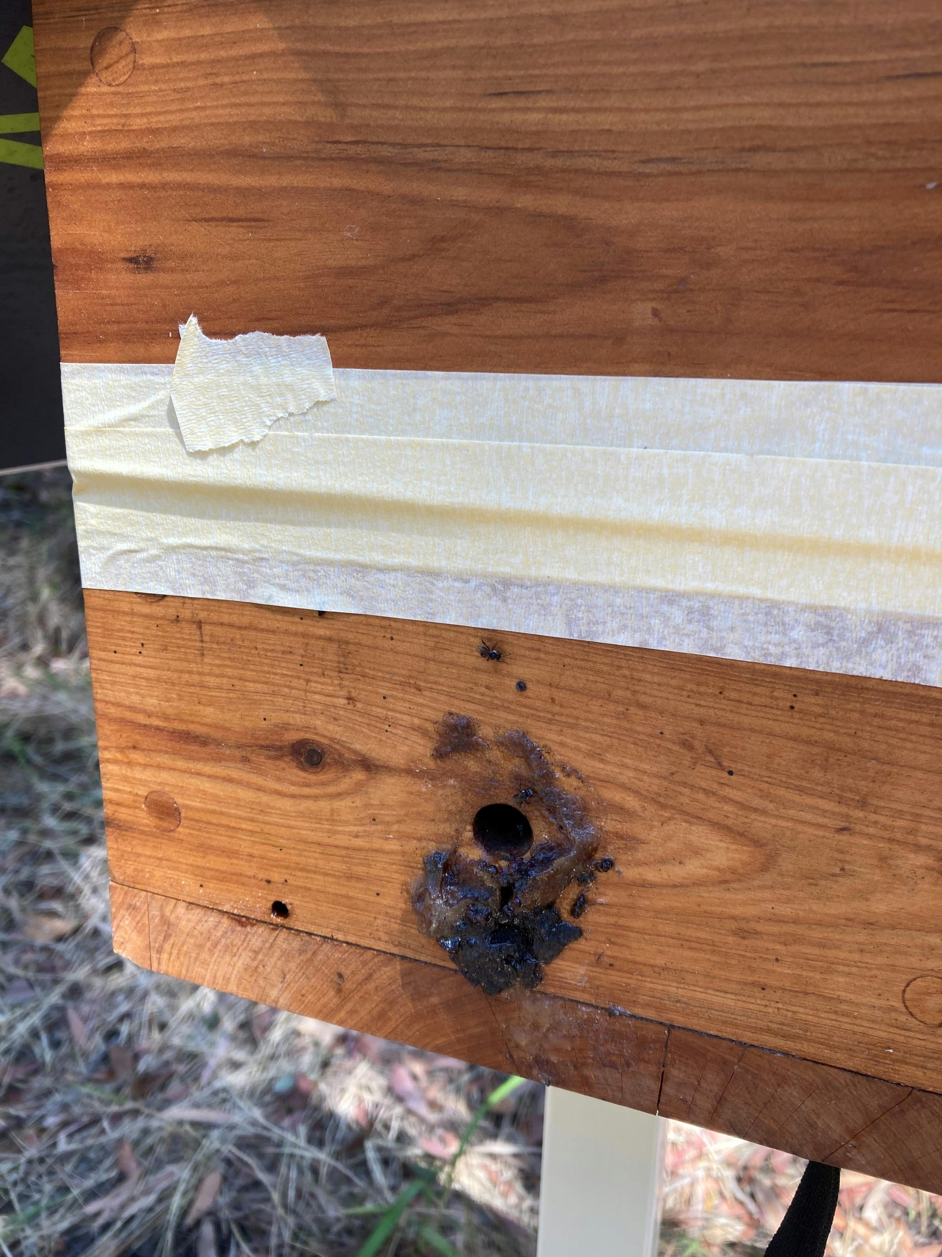 Hive Entrance with propolis surrounding it