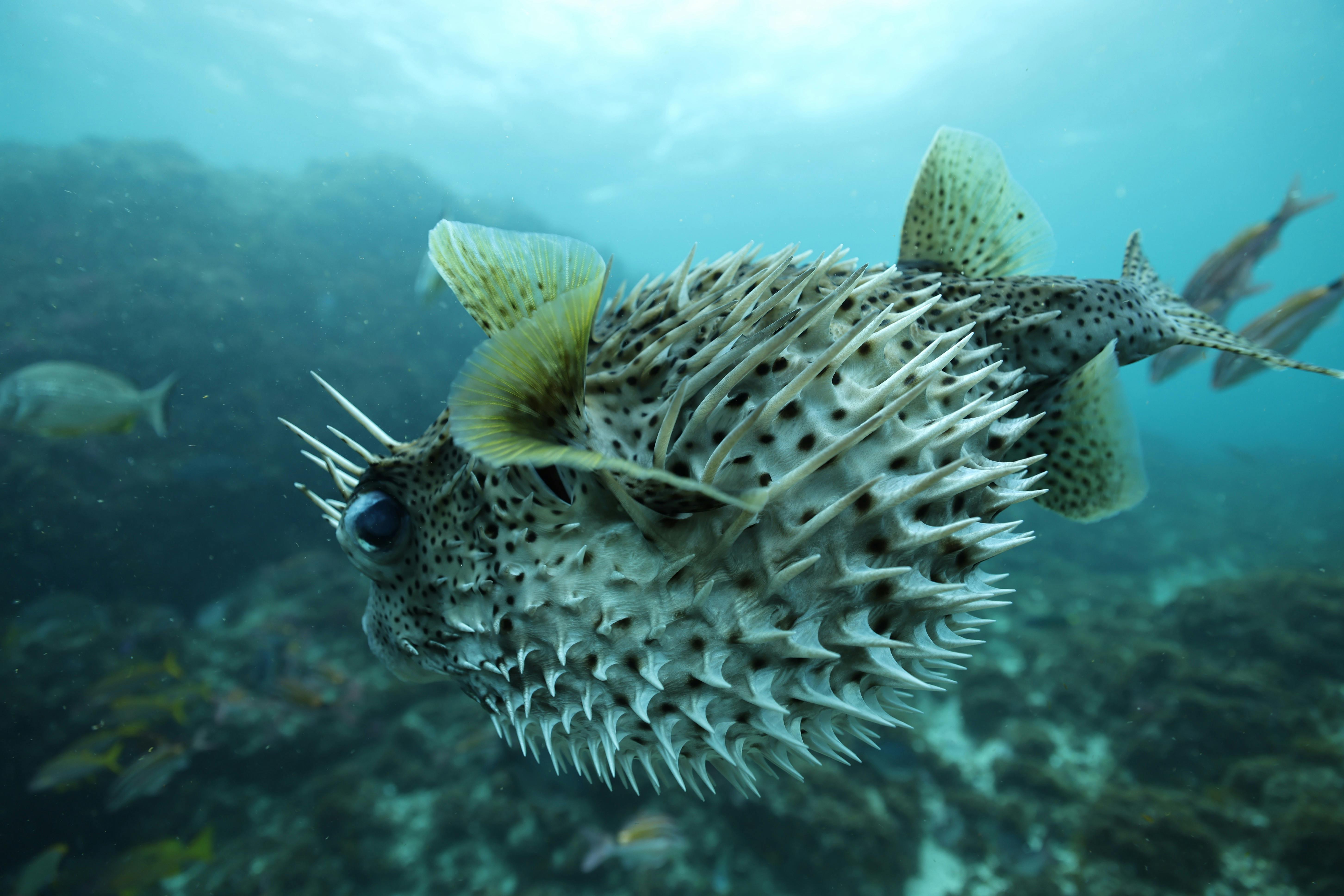 puffer fish