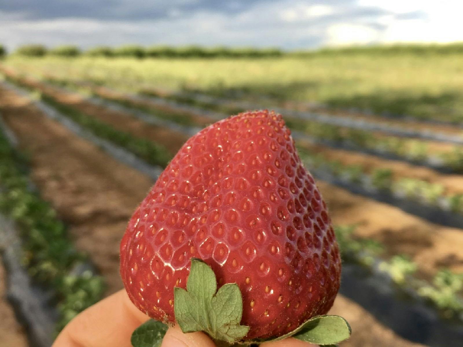 Strawberry