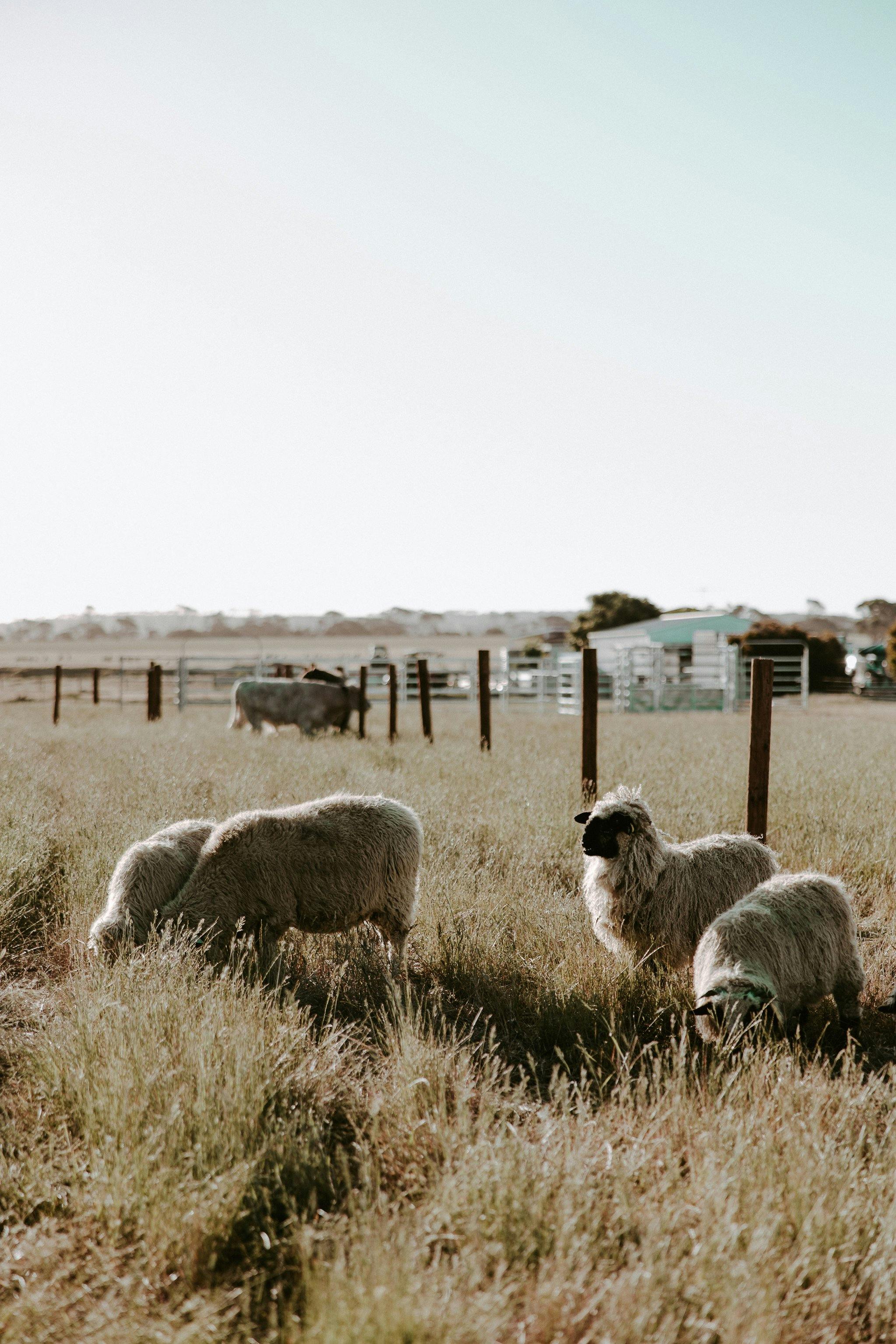 Sheep in the paddock grazing