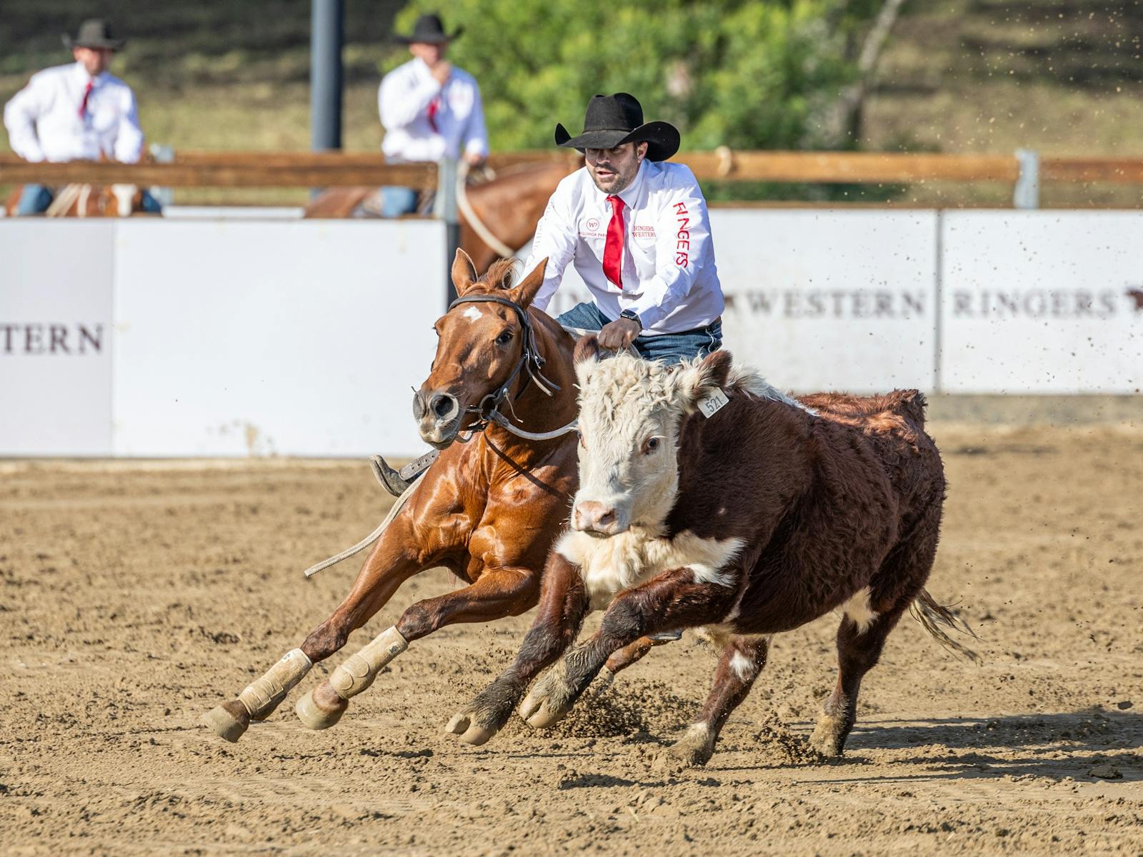 Willinga Park Gold Buckle Campdraft Championshiph
