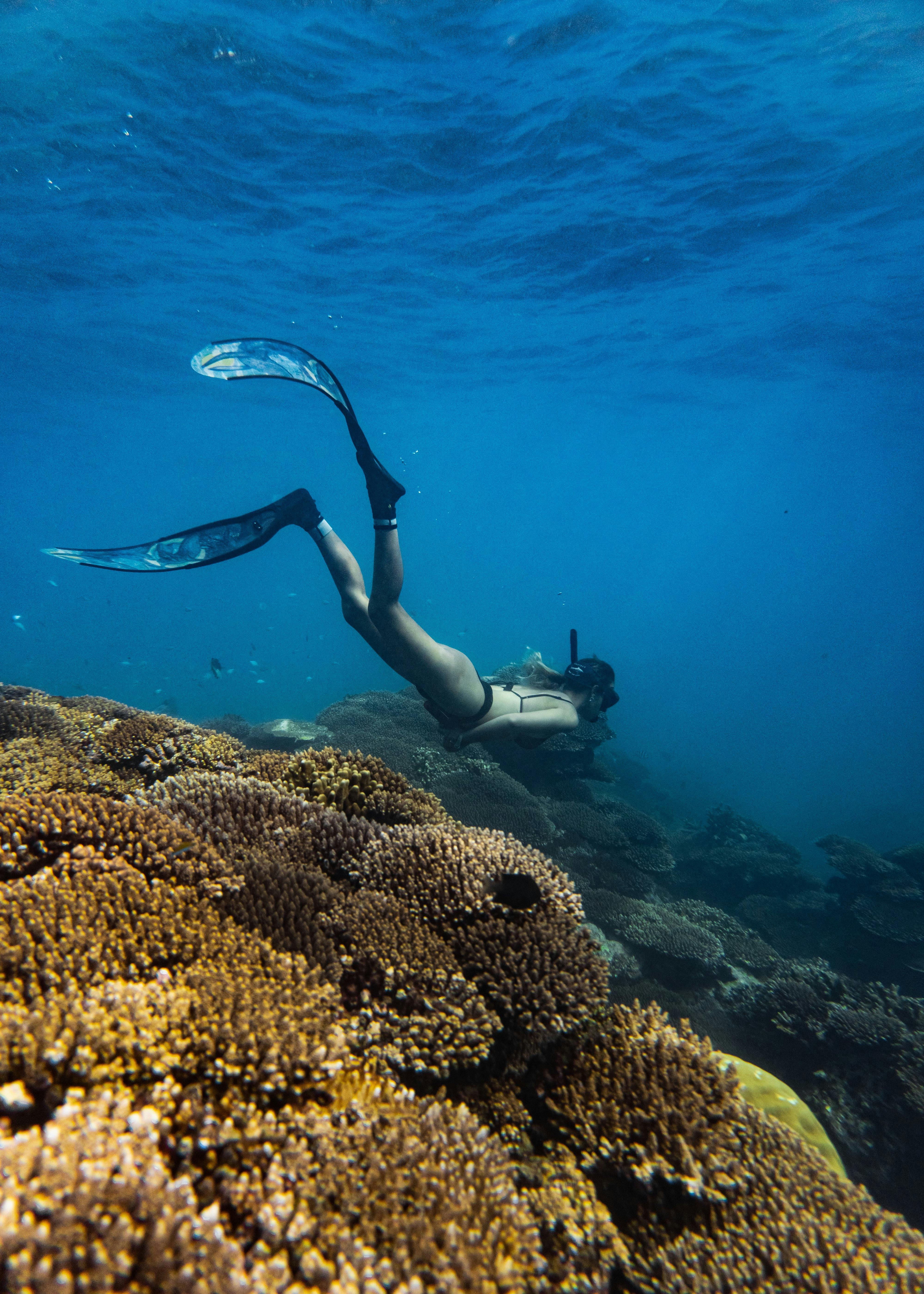 Snorkeller diving underwater with coral