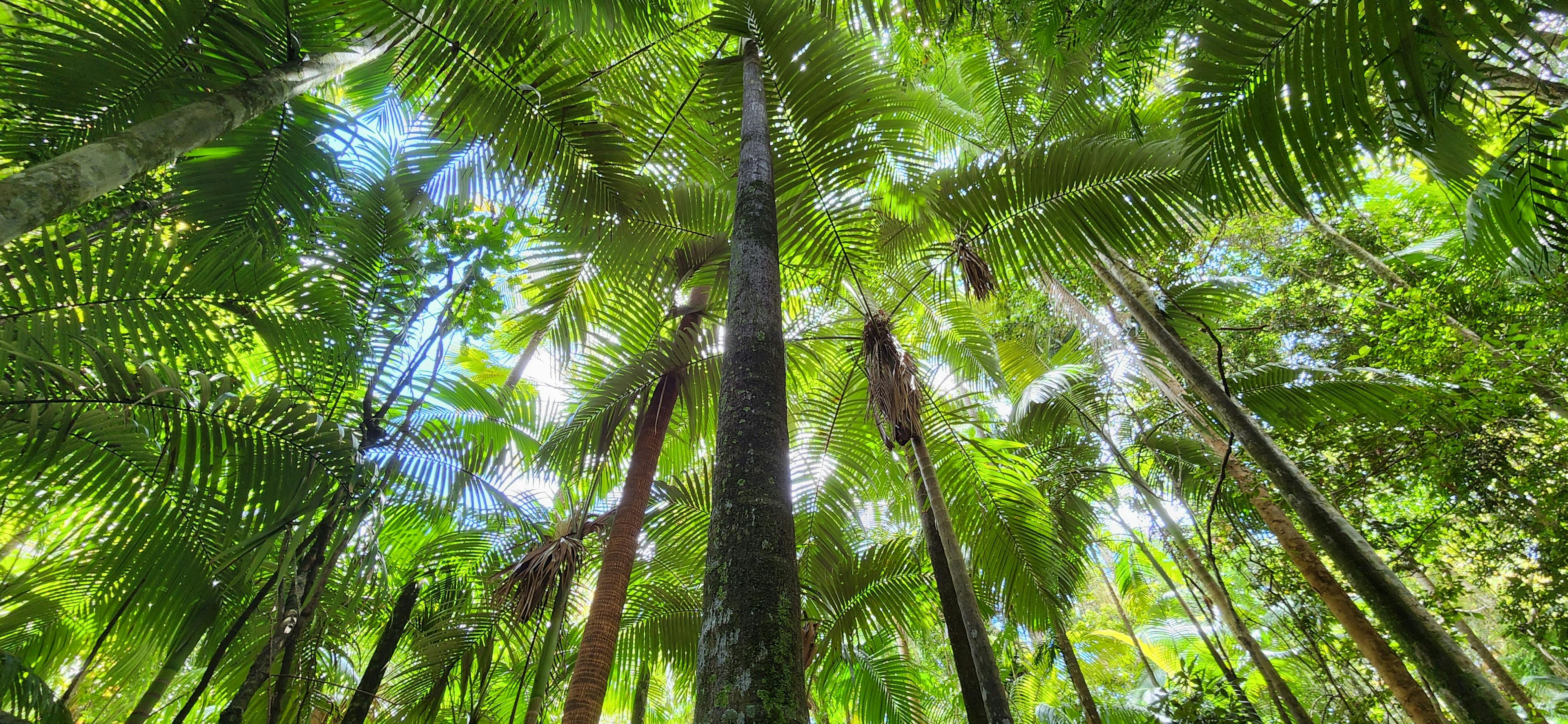 rainforest magic