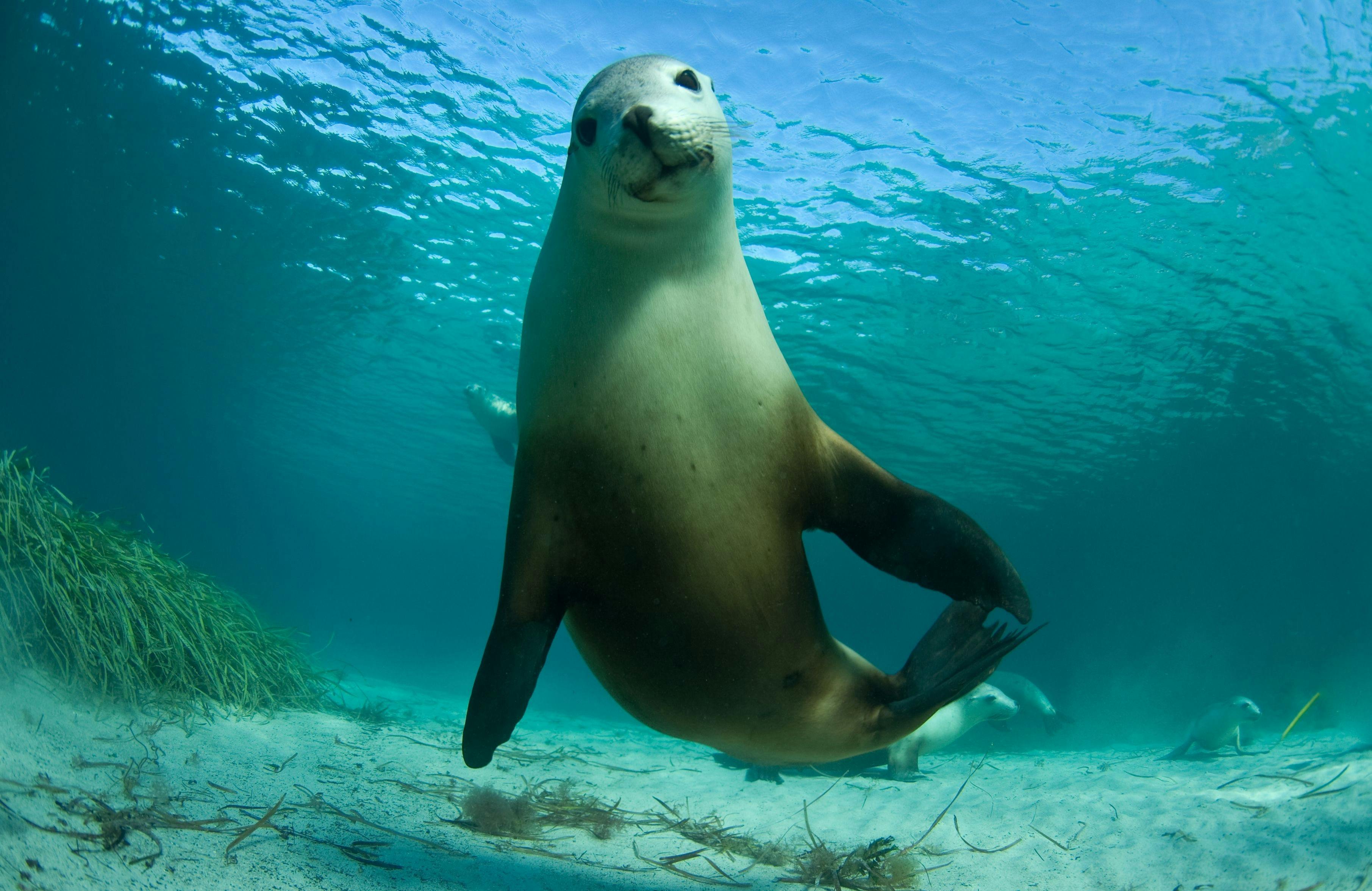 Australian Sea Lion at Hopkins Island