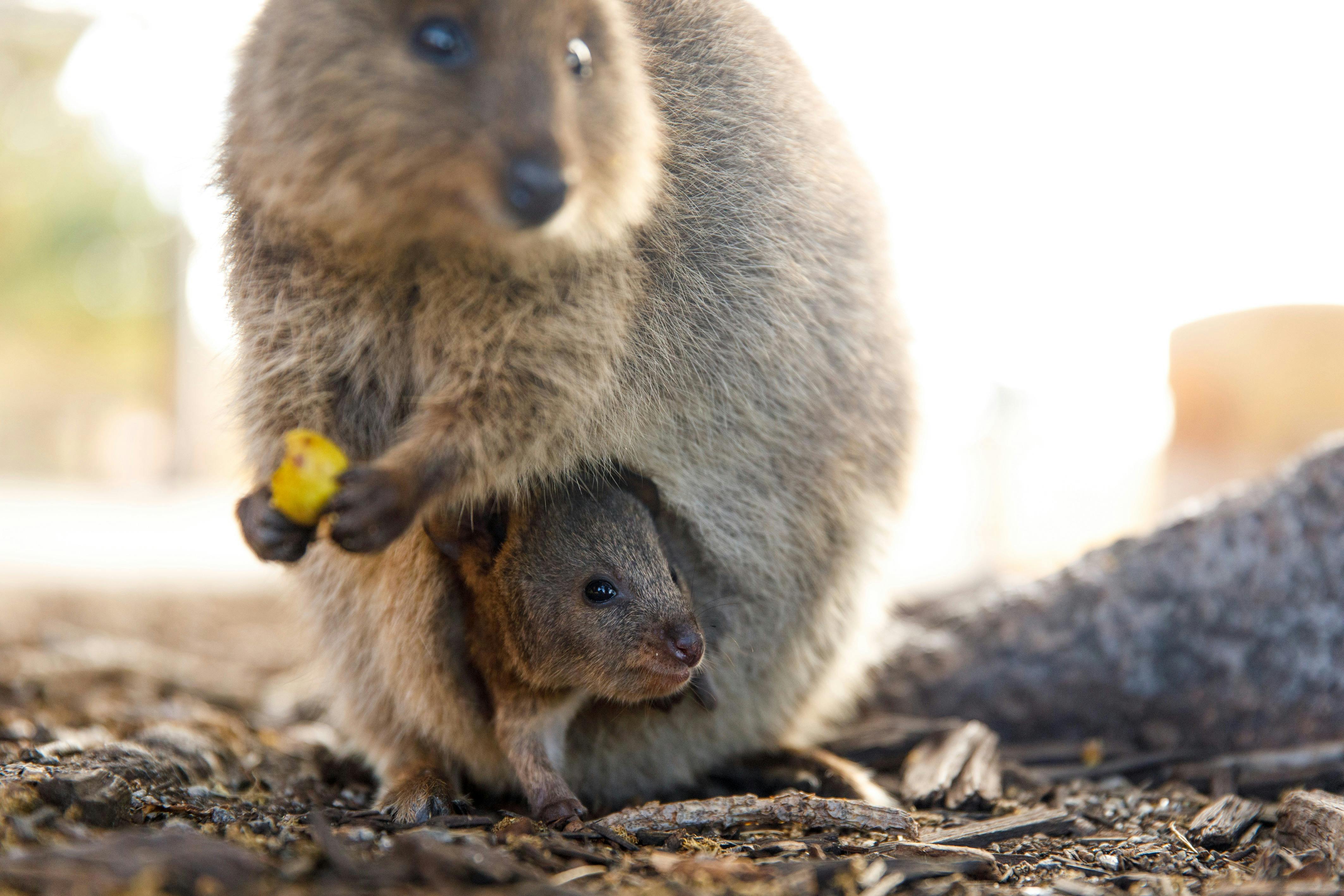 Quokka eating a leaf with joey in pouch