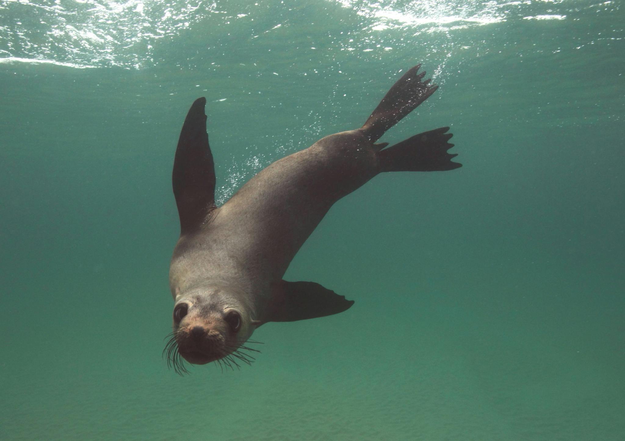 australian fur seal