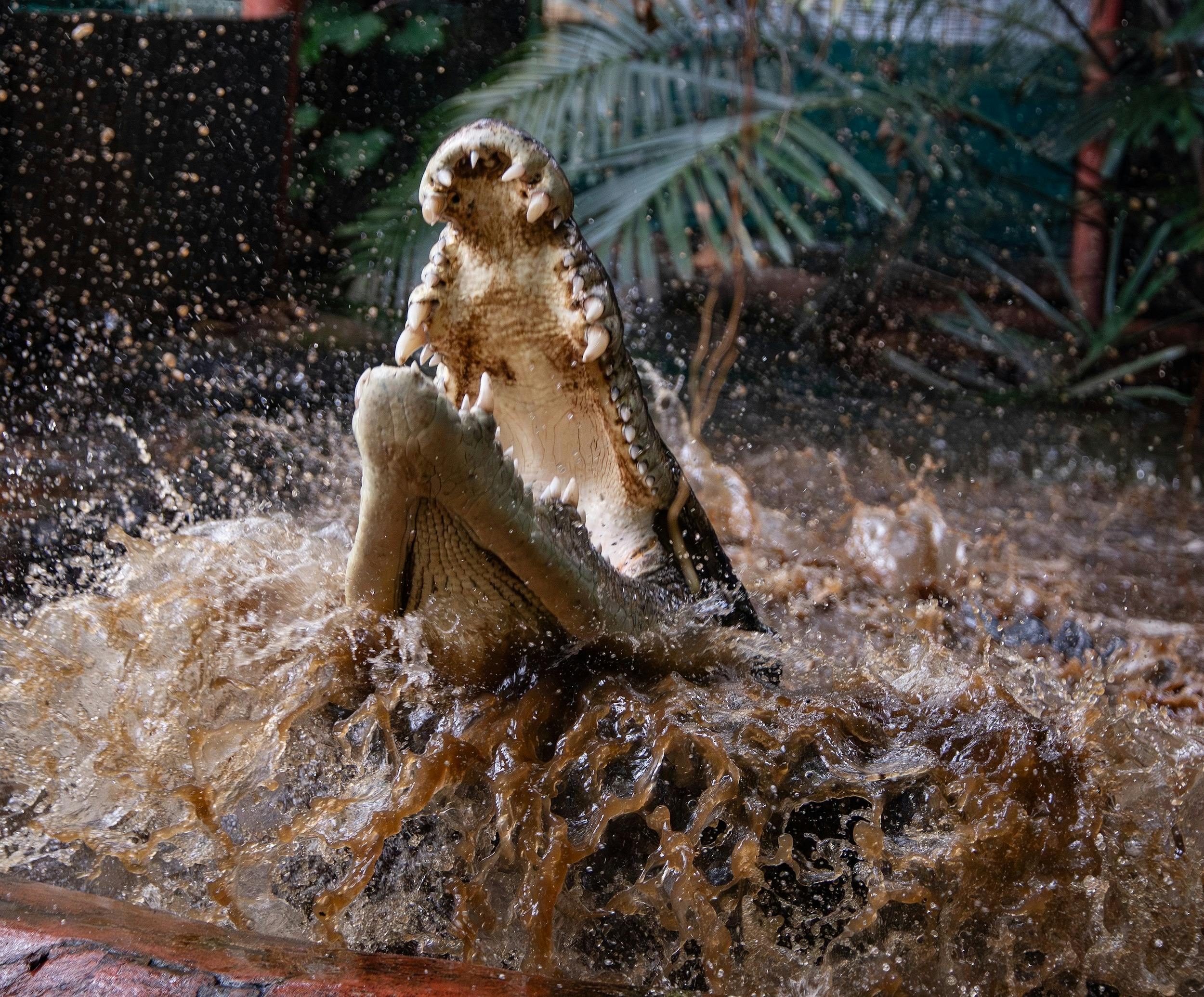 Marineland Melanesia Crocodile Habitat