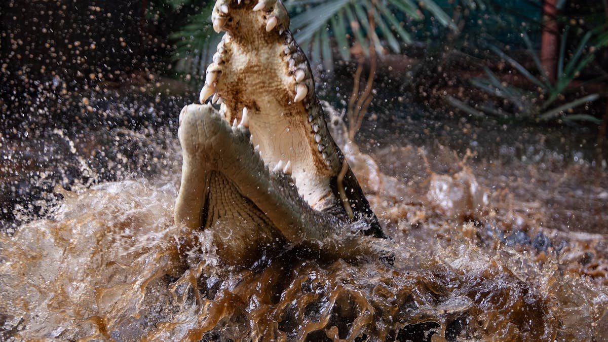 Marineland Melanesia Crocodile Habitat