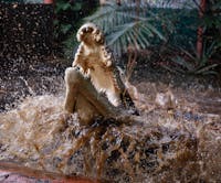 Marineland Melanesia Crocodile Habitat