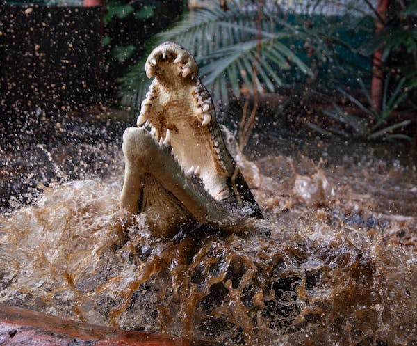 Marineland Melanesia Crocodile Habitat