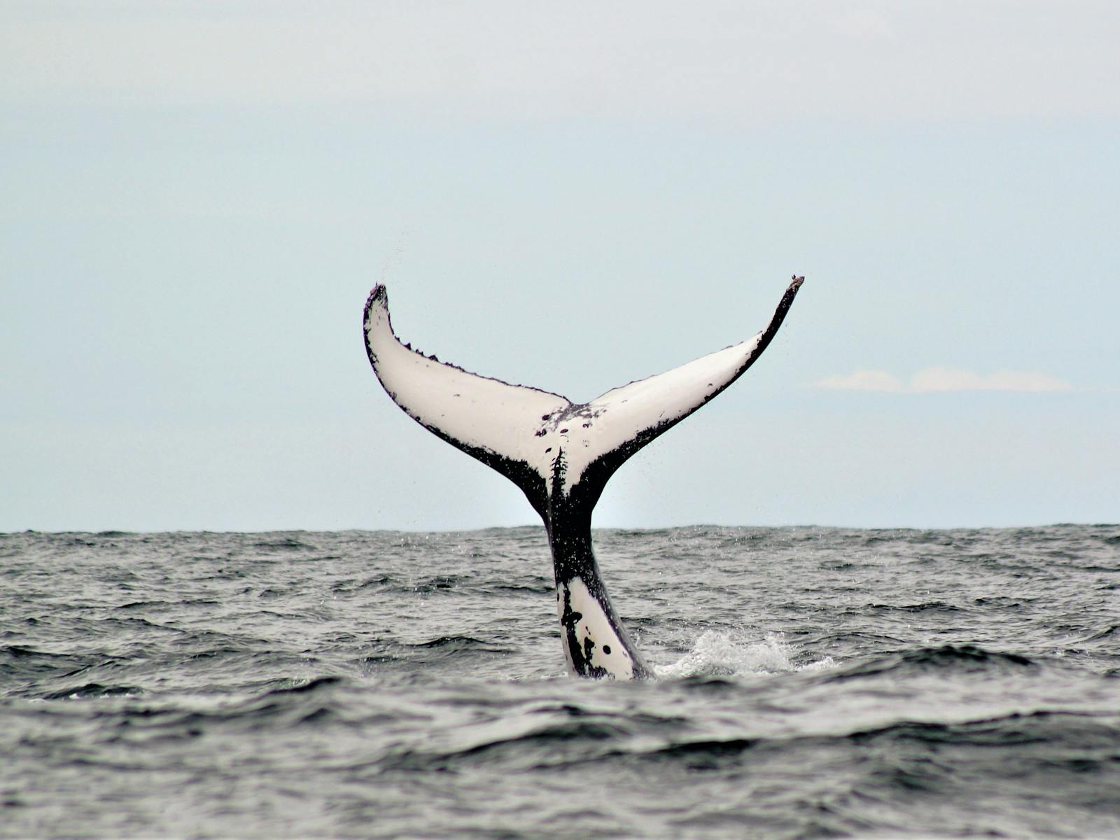 whale tail