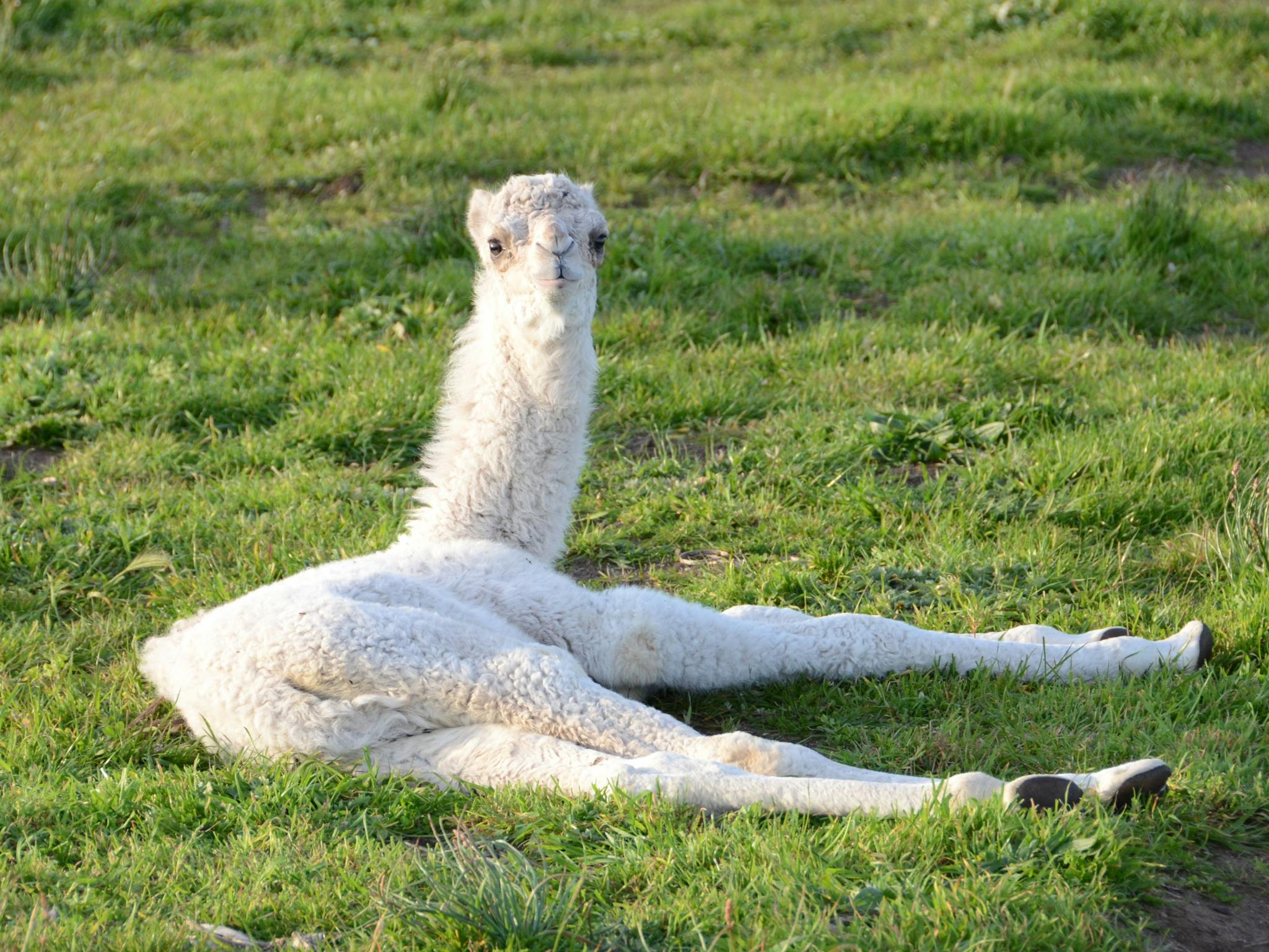 Baby camel