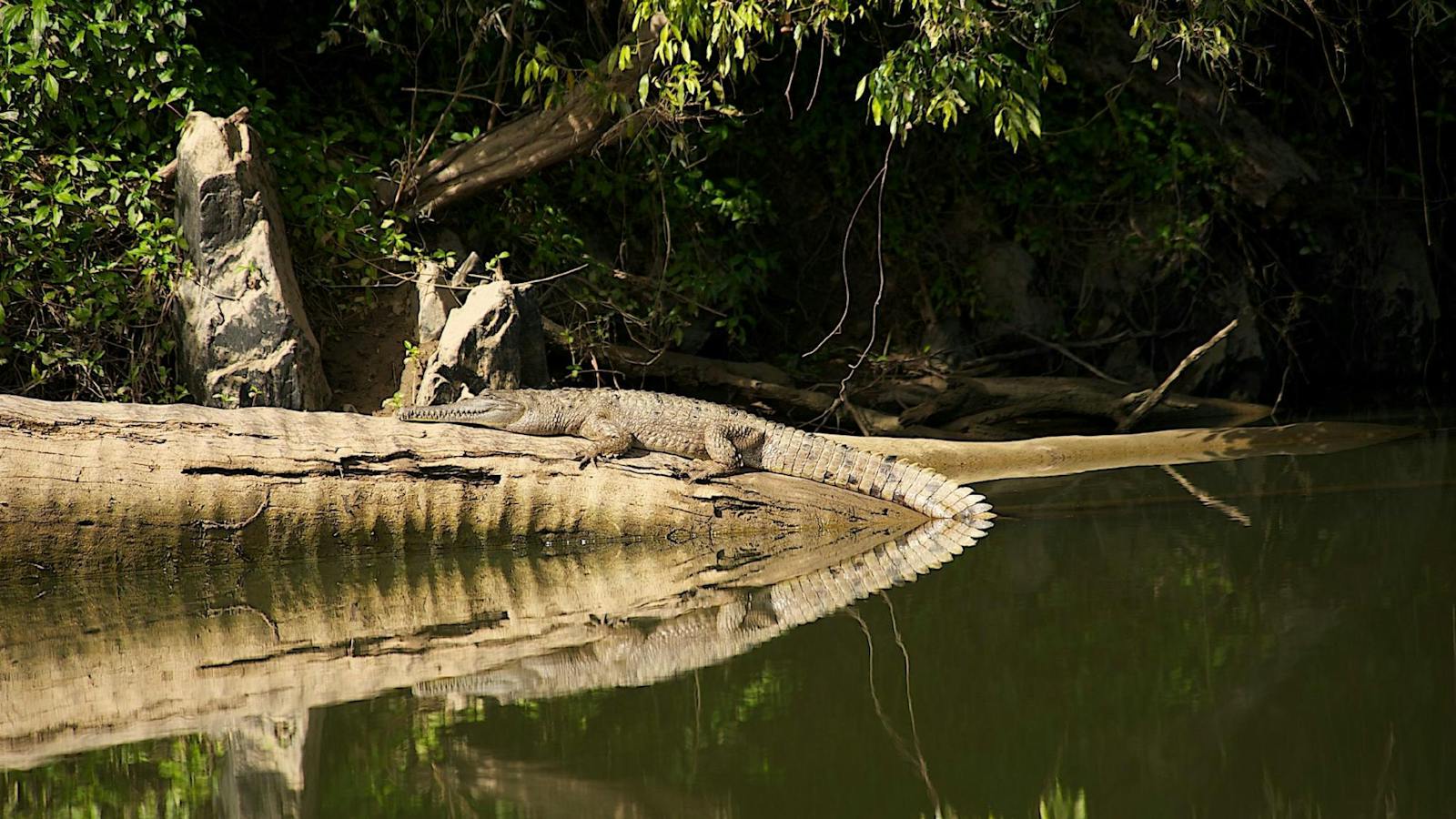 Freshwater crocodile