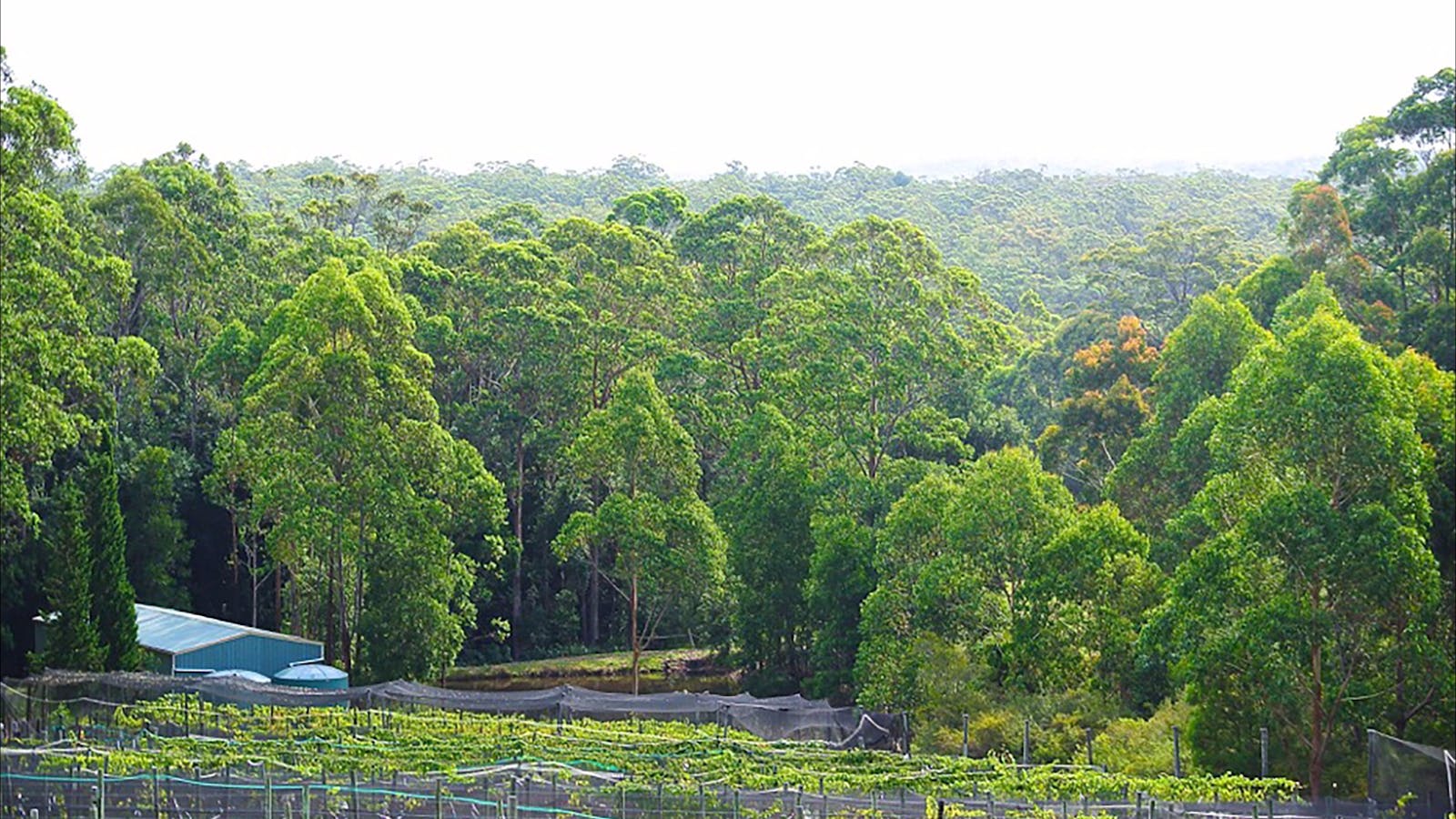 Lyrebird Ridge Organic Winery and Retreat