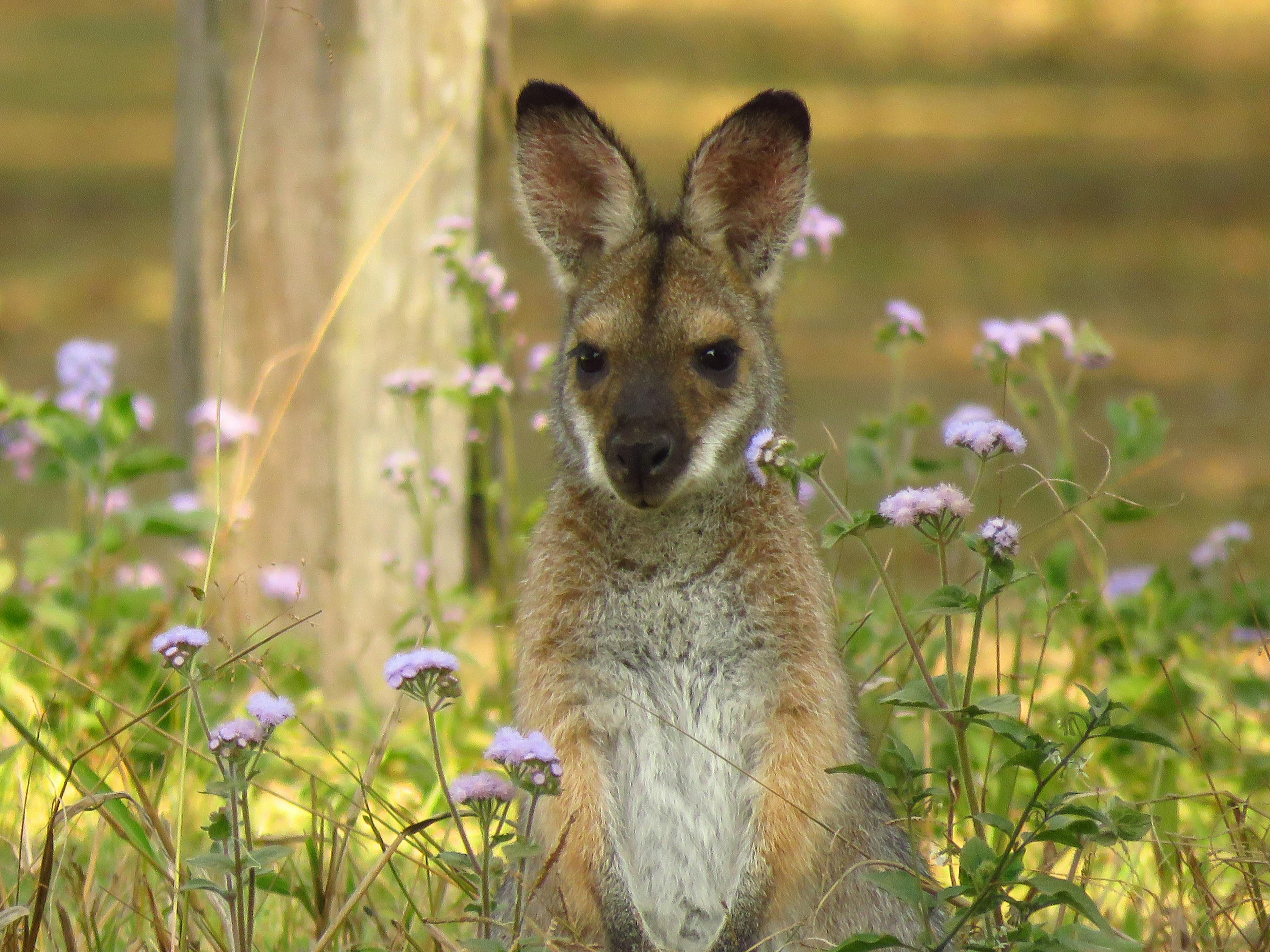 Red Necked Wallaby