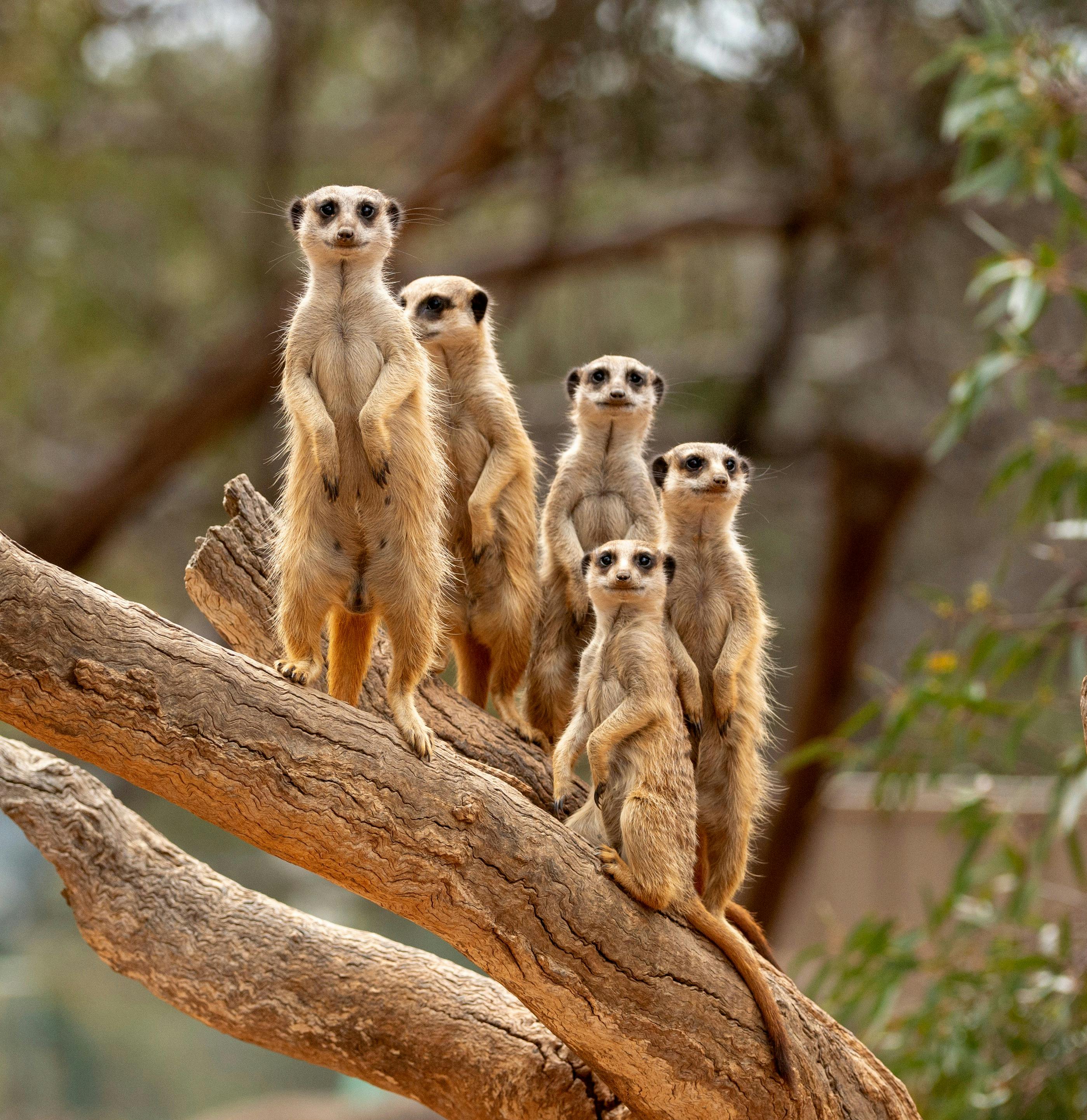 Meerkat Mingle