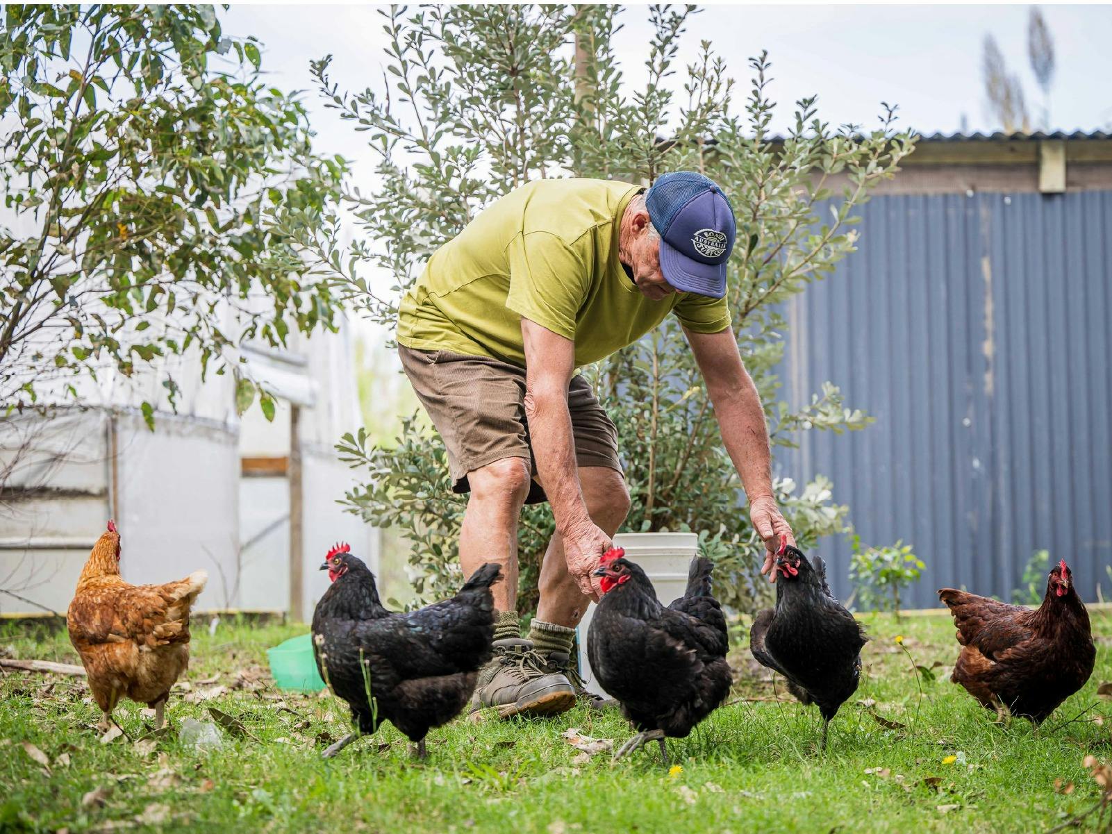 Man in a garden with chickens
