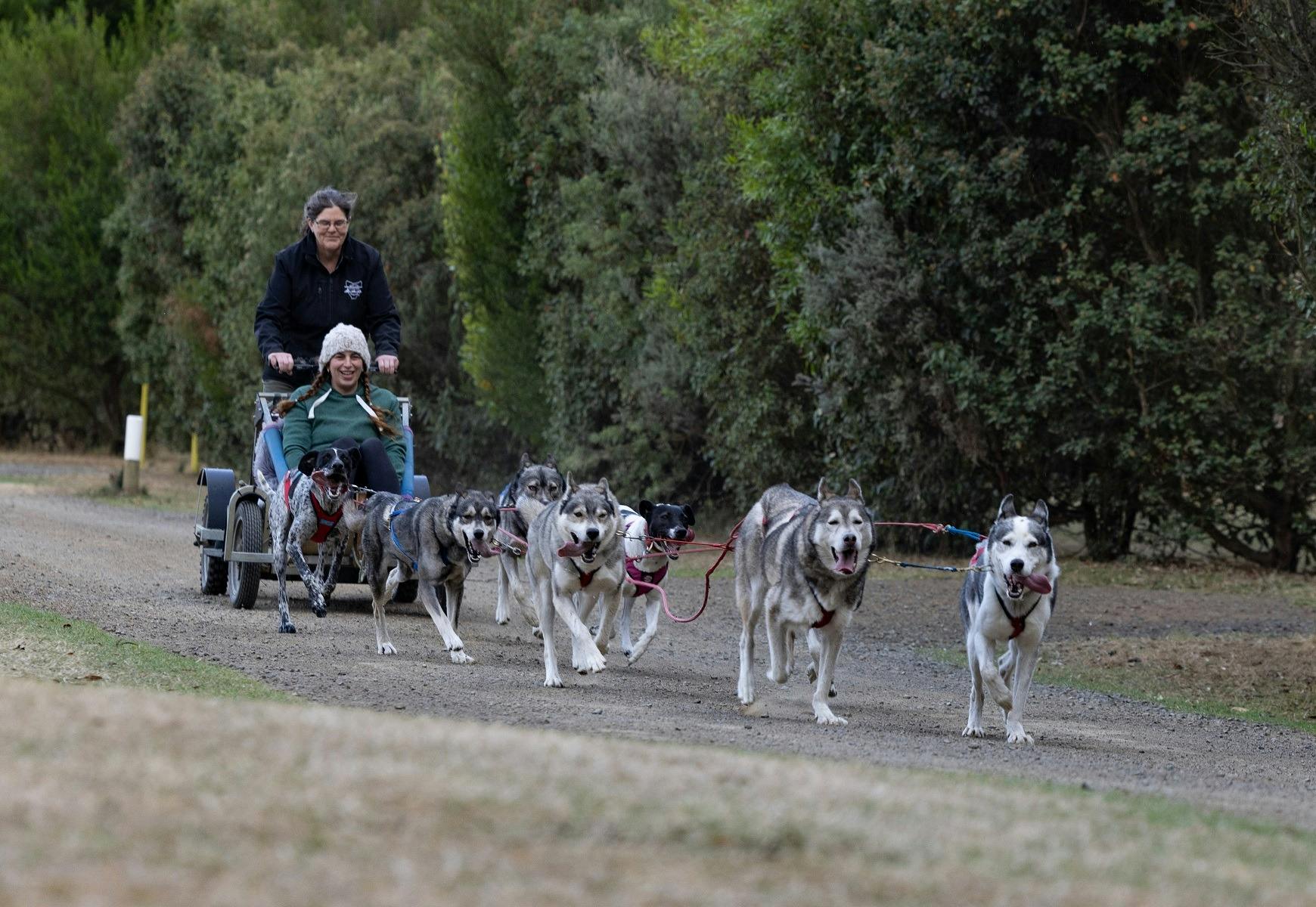 Sled Dog Adventures Tasmania Things to do Discover Tasmania